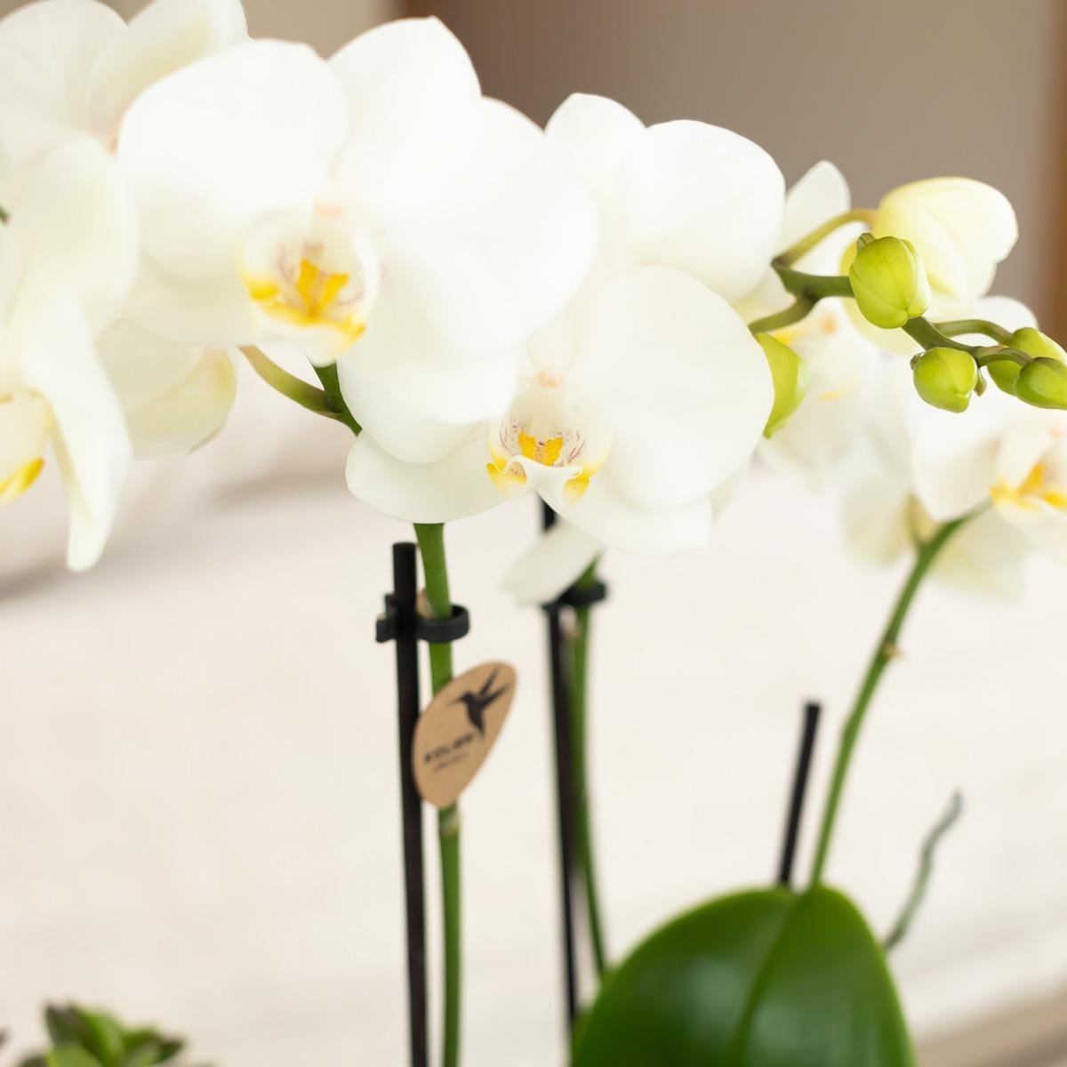 Orchidee weiße Phalaenopsis-Orchidee - Amabilis - Topfgröße Ø9cm | blühende Zimmerpflanze - frisch vom Züchter