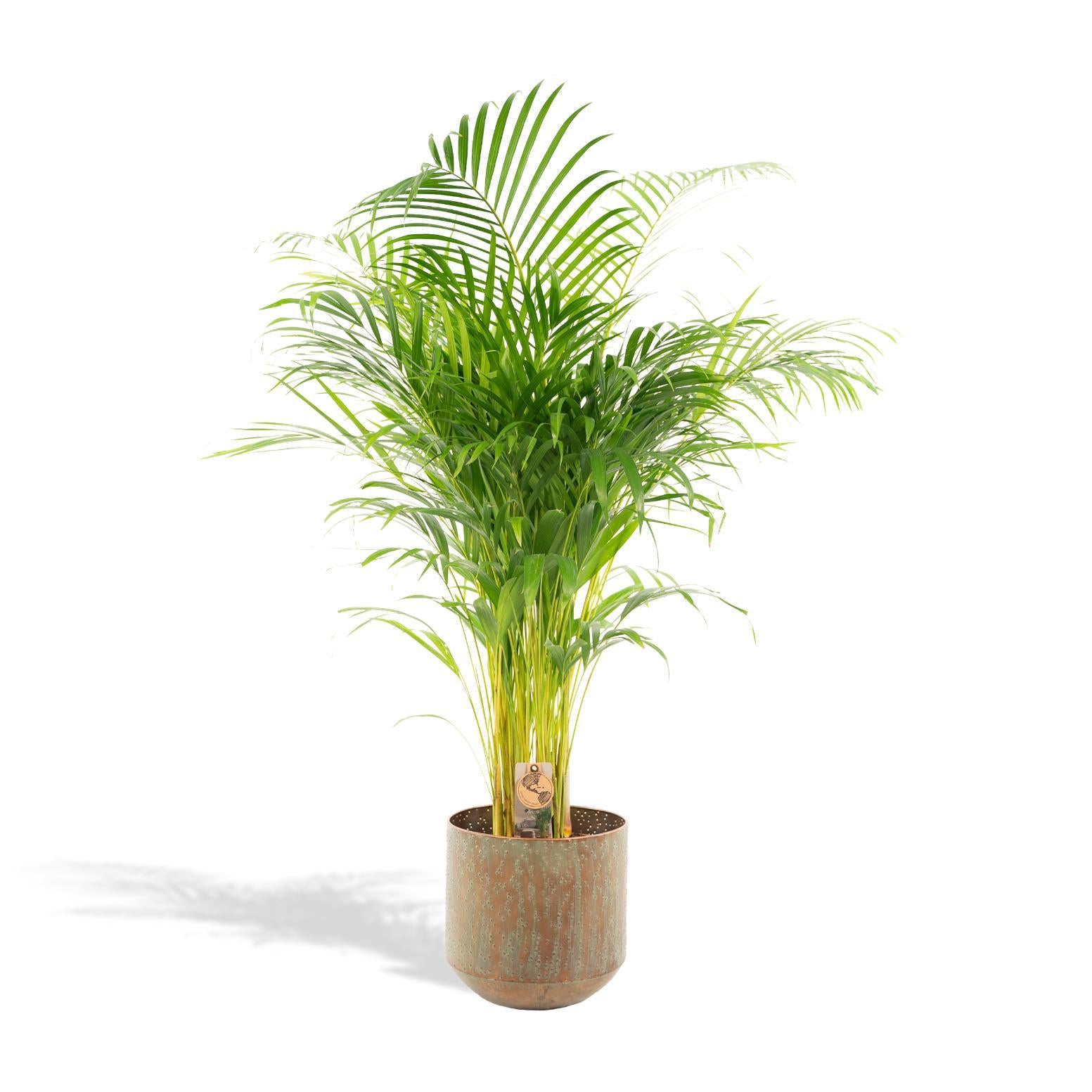 Arecapalm met pot - ↨110cm - Ø21cm