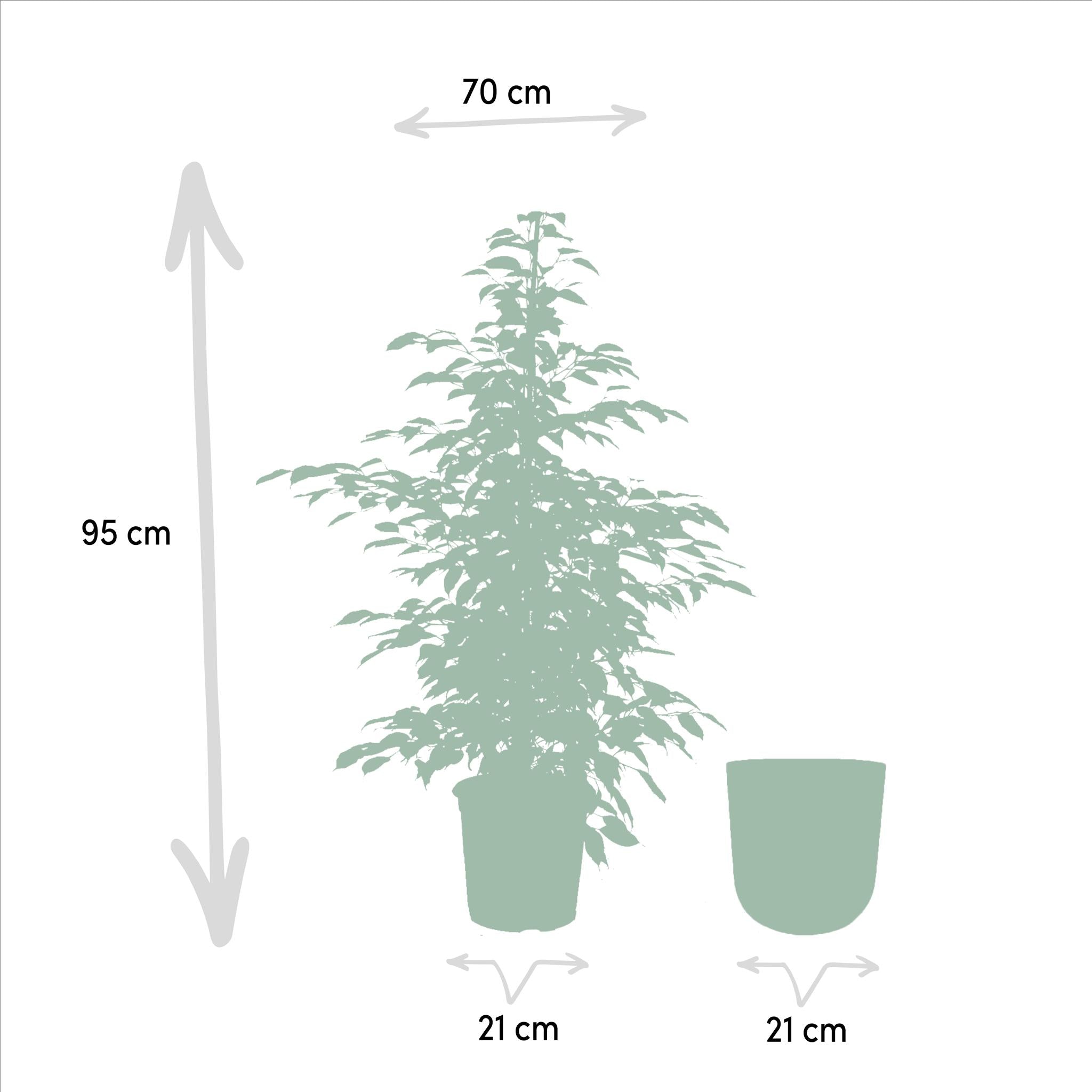 Birkenfeige - Ficus benjamina Twilight - Ø21cm - ↕95cm + Topf Mayk Lead