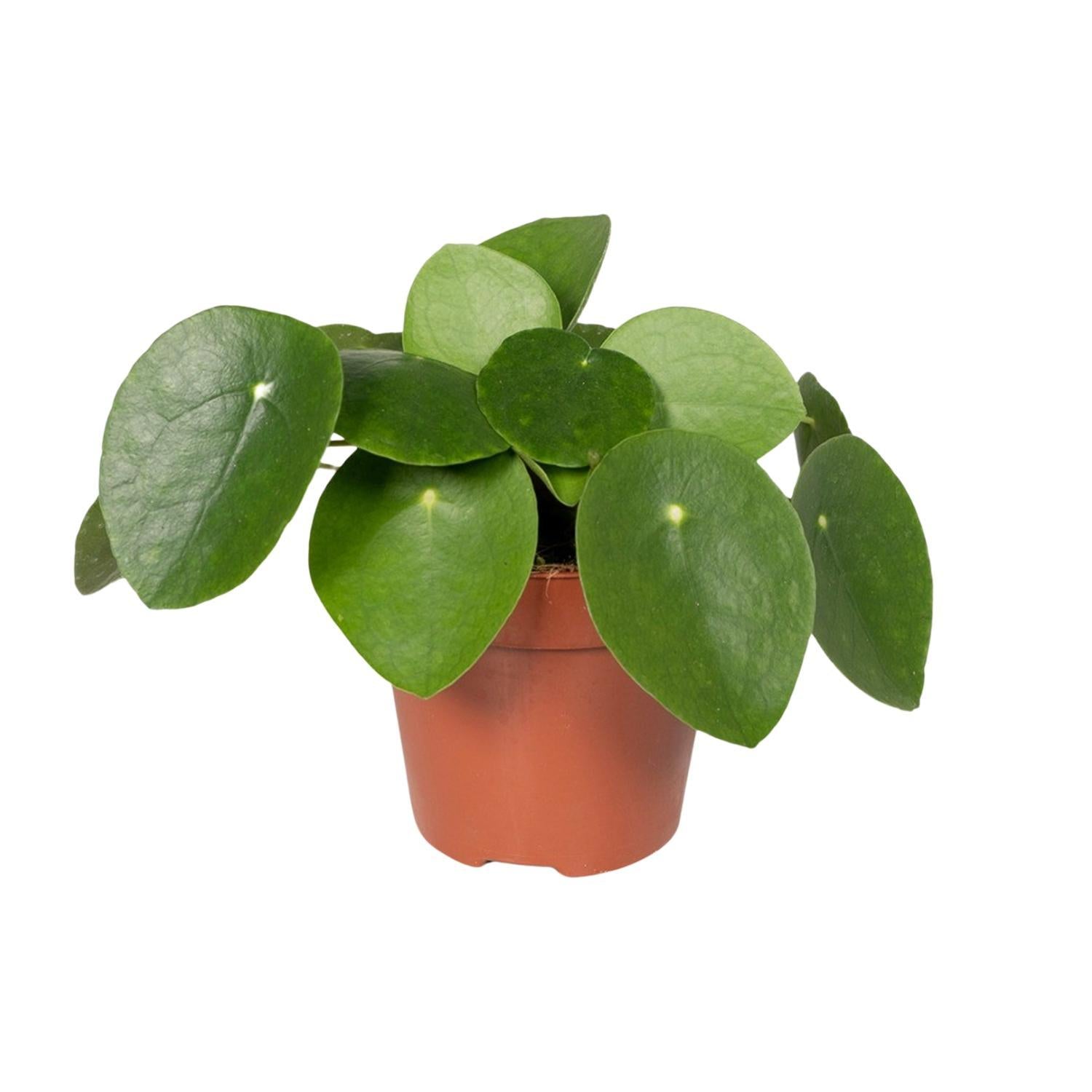 Chinesischer Geldbaum - Pilea Peperomiodes - Ø15cm - ↕25cm - Ø12 - 20cm