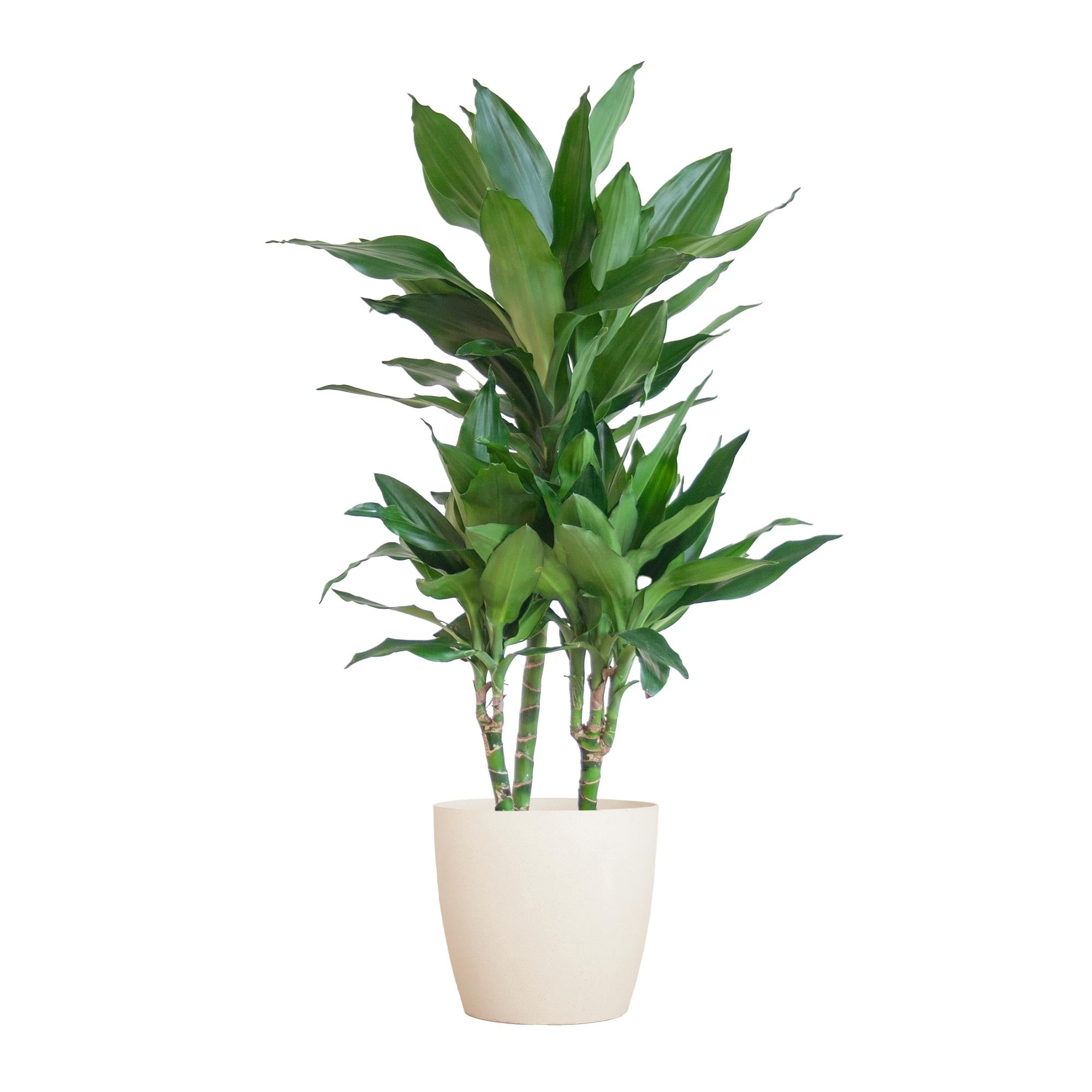 Drachenbaum - Dracaena Janet Lindt mit Viber Topf weiß - 95cm - Ø21