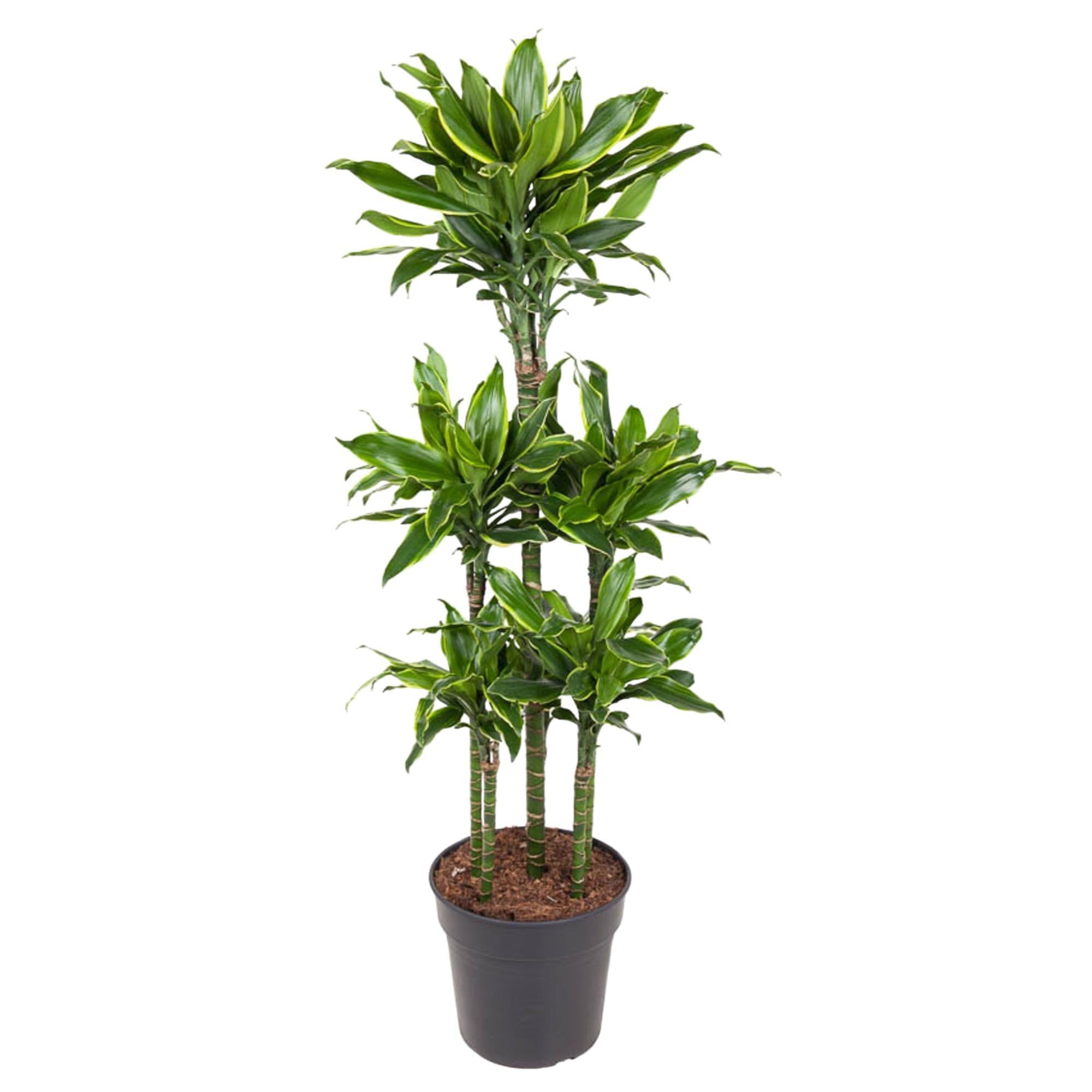 Drachenbaum Golden Coast - Dracaena Golden Coast Carrousel - 150 cm - ø31