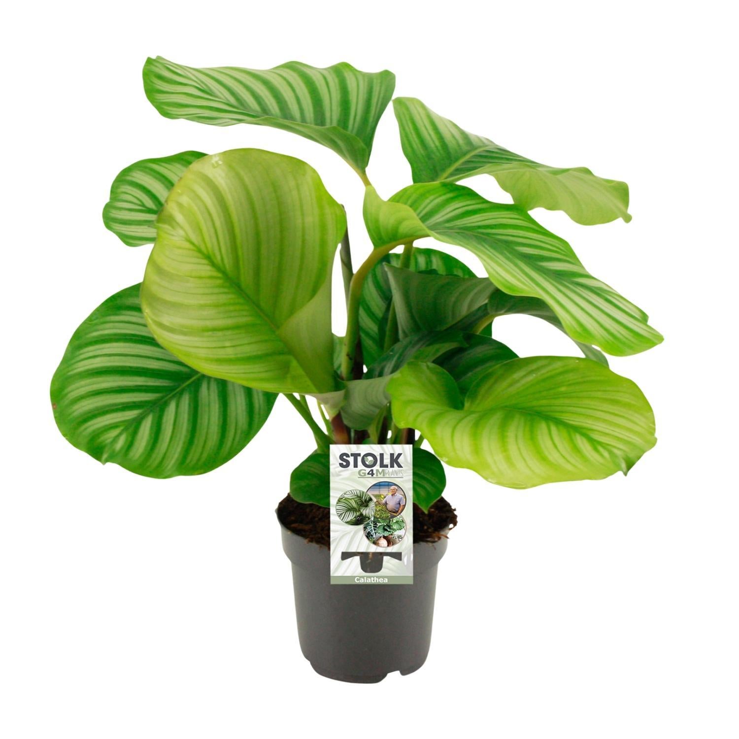 Gebetspflanze -  Calathea Orbifolia - 50cm - ø14