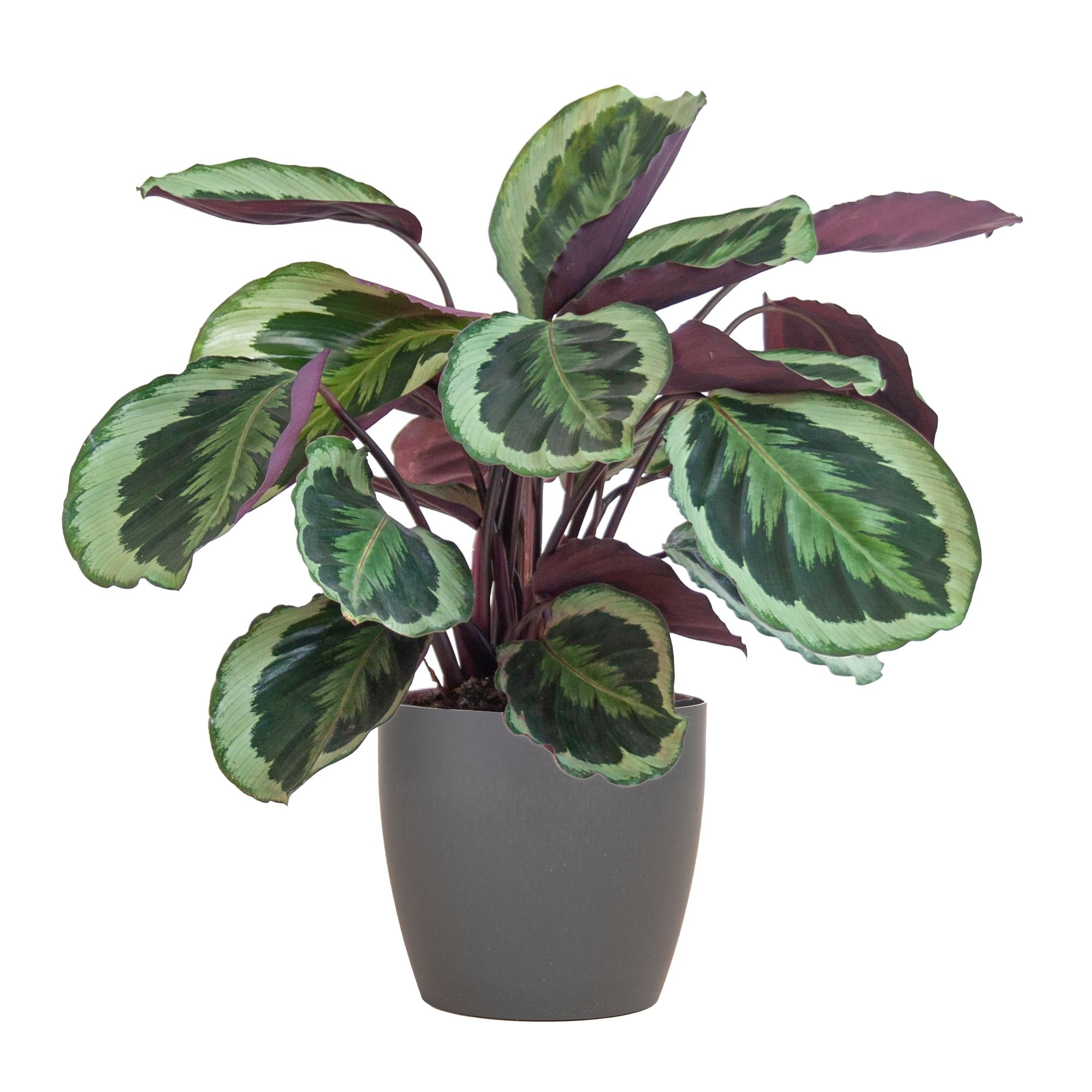 Pfauenpflanze - Calathea Medaillon mit Viber Topf Grau- 65cm - Ø21