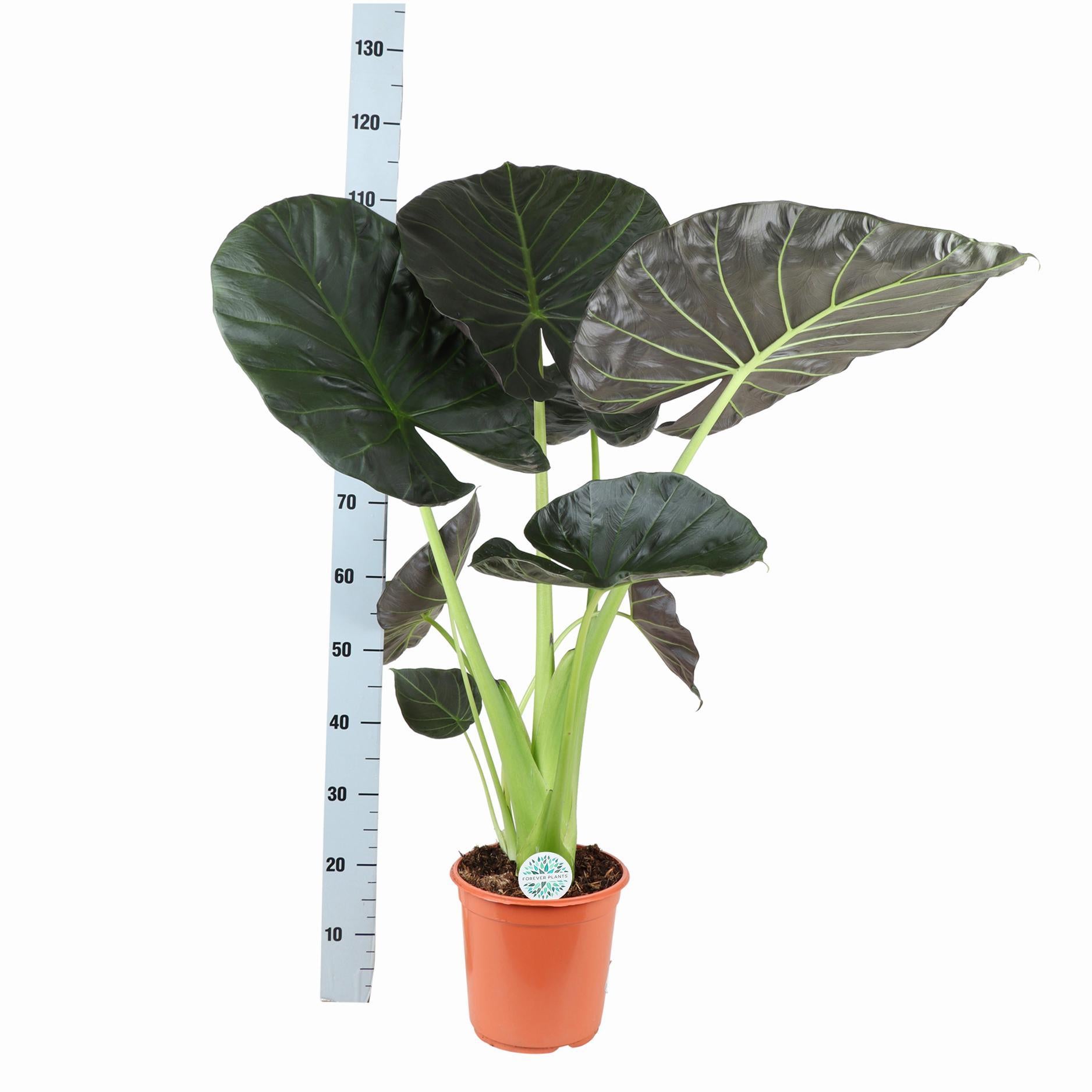 Elefantenohr - Alocasia Regal Shield Ø24cm - ↕110cm