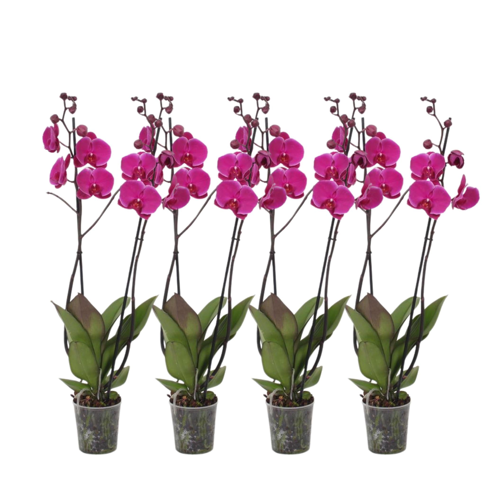 Orchidee Set von 4 - Phalaenopsis Joyride orchidee - 60 cm - Ø12cm