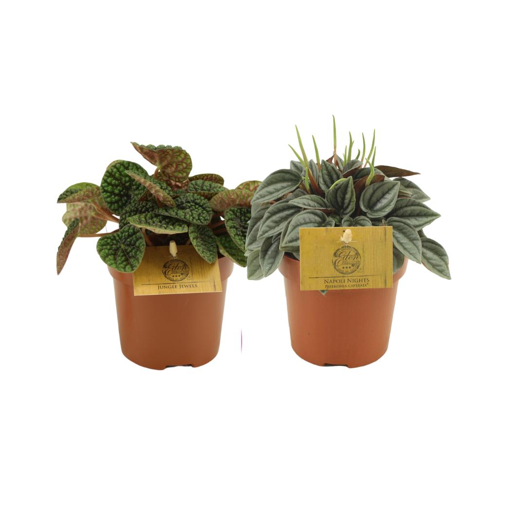 Peperomia Duo 3.0 - 2 Stücke - Ø10,5cm - ↕15cm