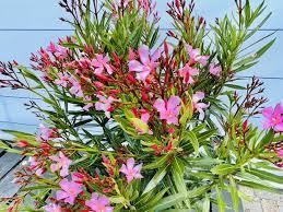 Oleande - Nerium Oleander Strauch rosa Blüten