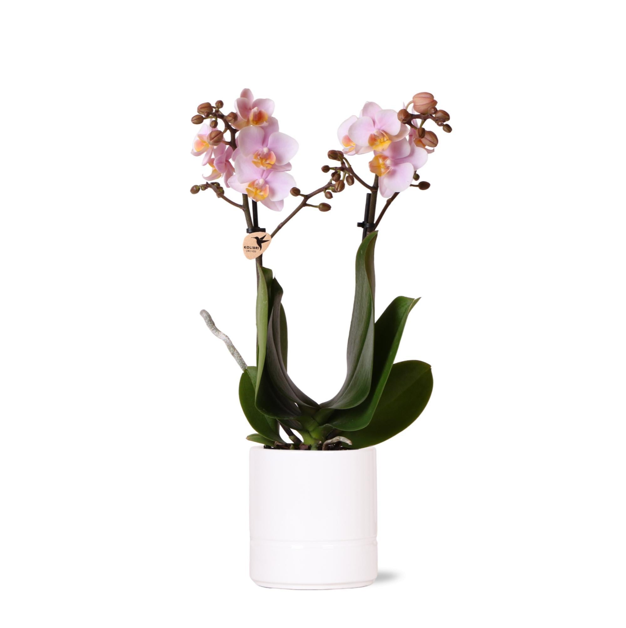 Orchidee Rosa Phalaenopsis Orchidee - Andorra + Pastelltopf weiß - Topfgröße Ø9cm | blühende Zimmerpflanze - frisch vom Züchter