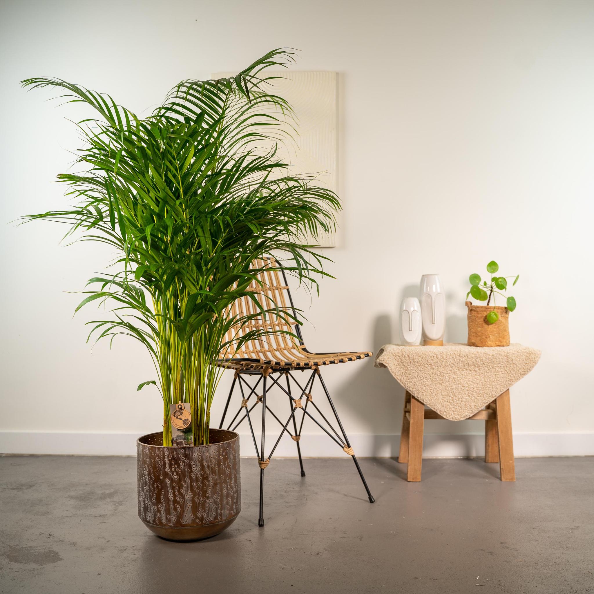 Arecapalm met pot - ↨130cm - Ø24cm