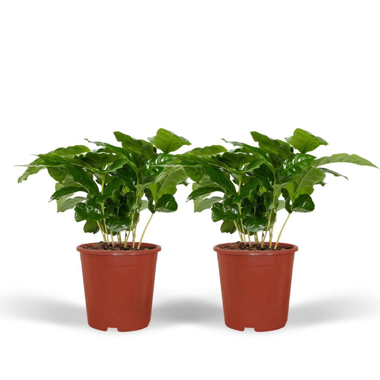 Coffea Arabica (koffieplant) - 2 stuks - Ø12cm - ↕25cm