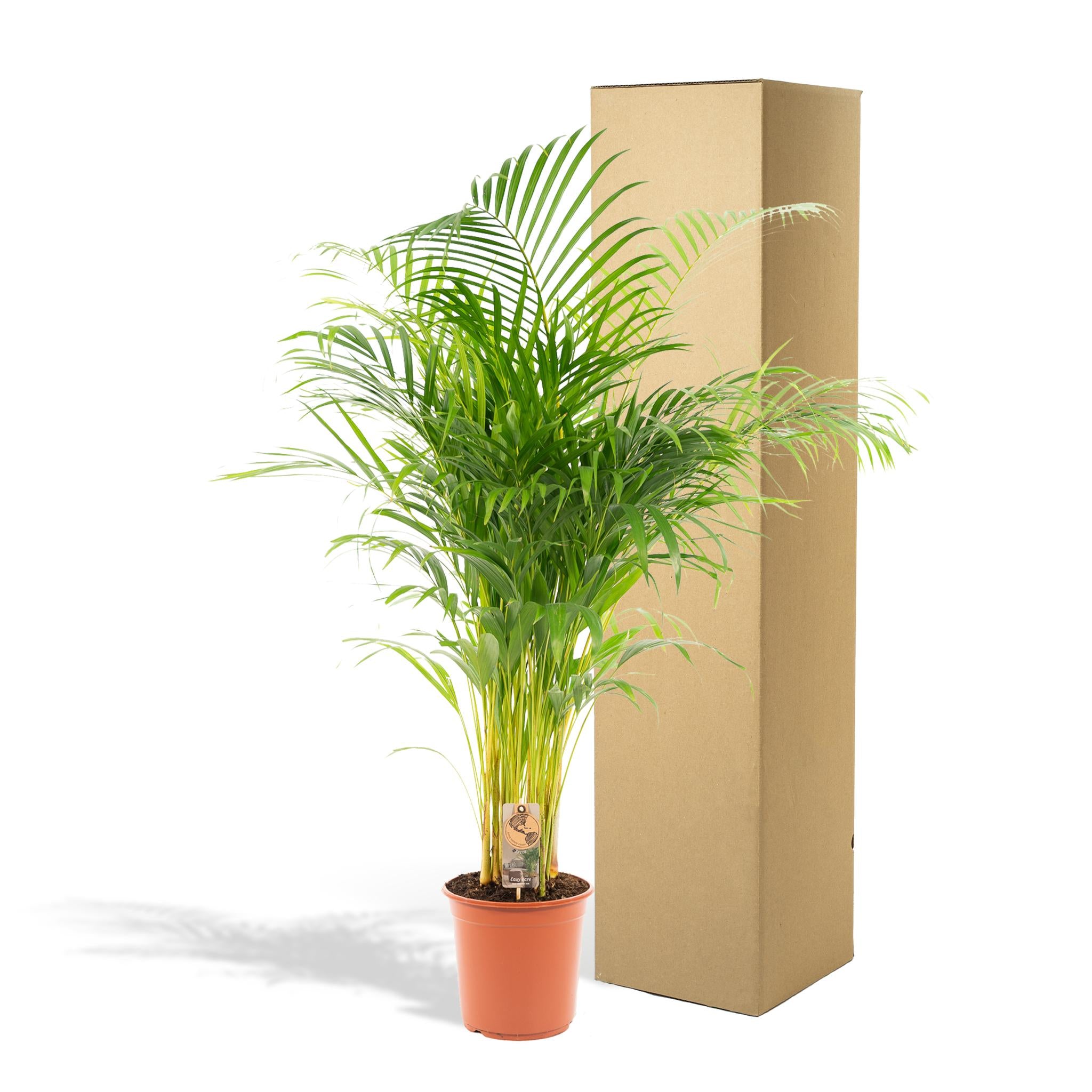 Arecapalme Dypsis lutescens - Ø24cm - ↕130cm