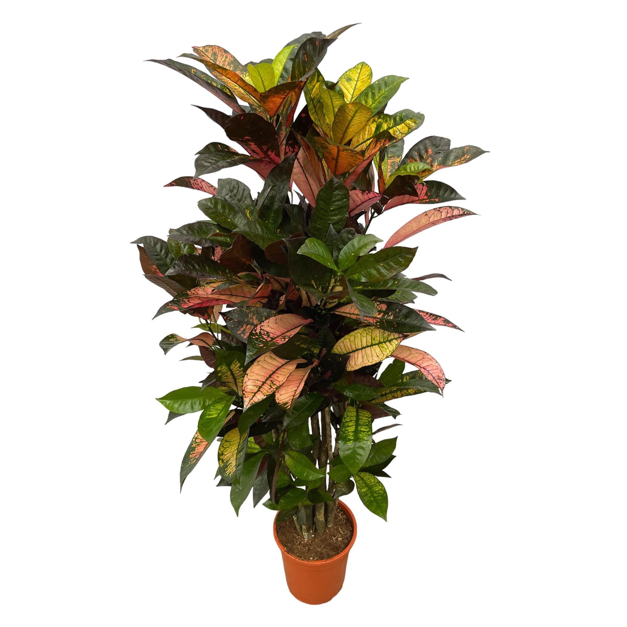 Wunderstrauch Iceton - Codiaeum Variegatum Iceton - Kroton Iceton - 130 cm - Ø21cm