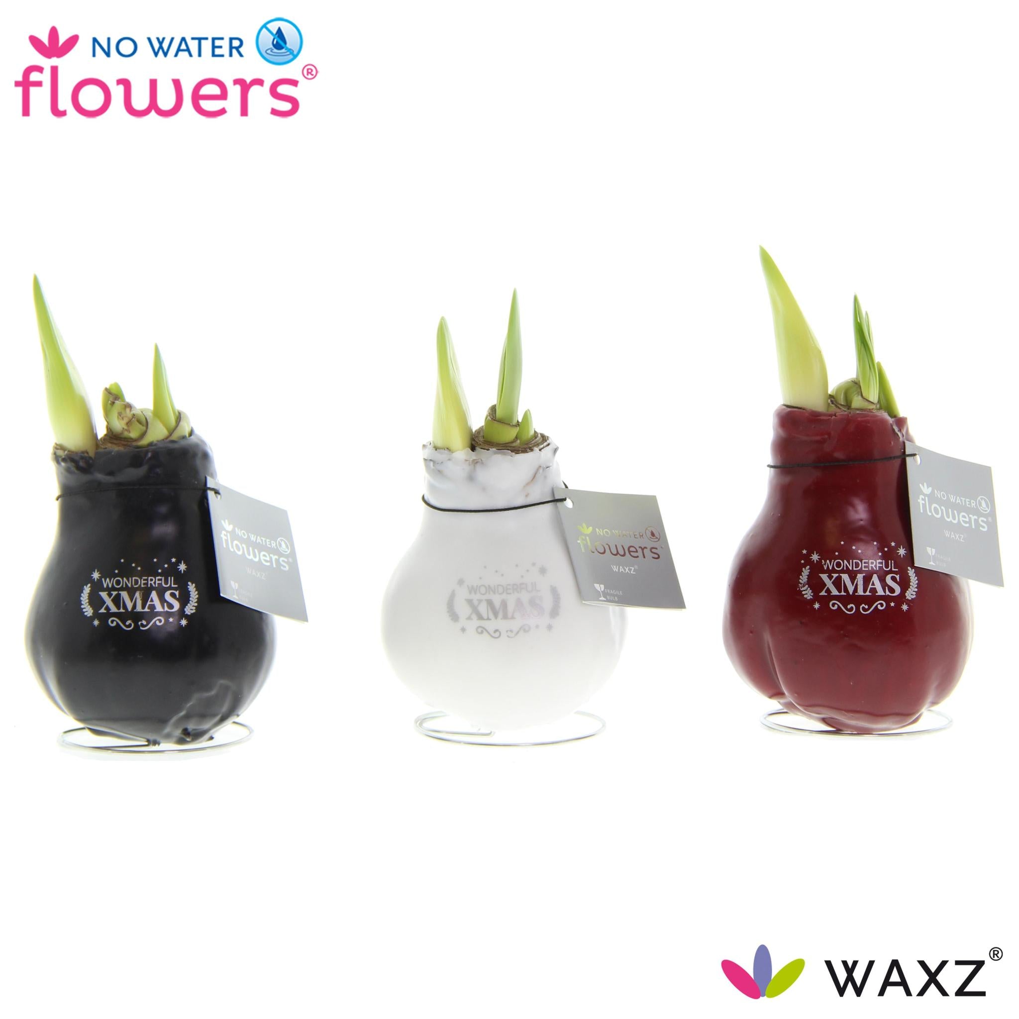 No Water Flowers Waxz Message Printz Xmas - 3 Stück - Ø7 cm - ↕15 cm