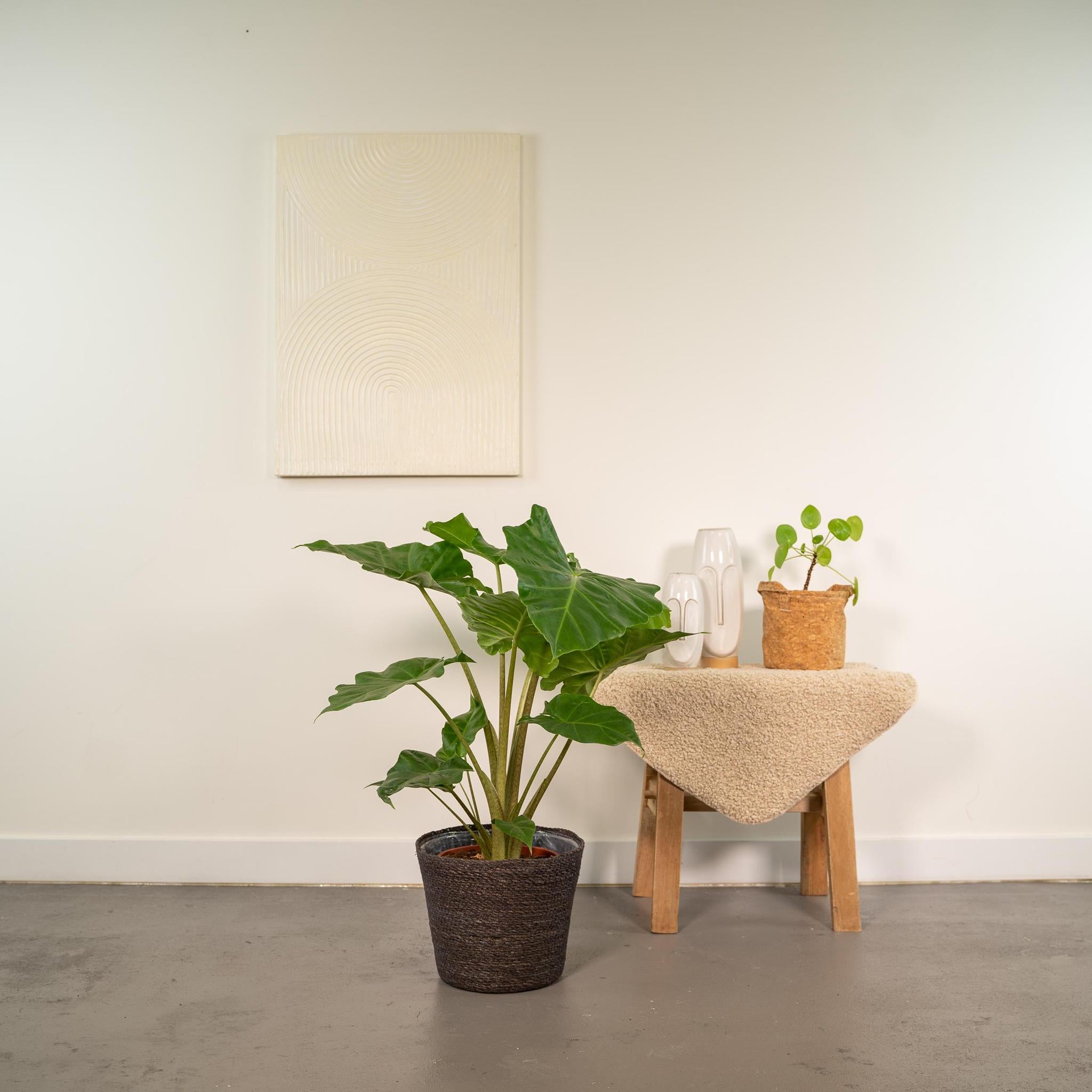 Elefantenohr - Alocasia Portodora - Ø21cm - ↕80cm + Korb Igmar