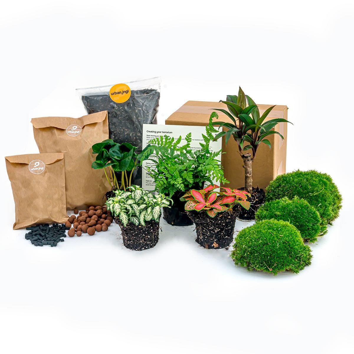 Plantenterrariumpakket - Jungle 5 - Coffea - Varen - Palm - 2x Fittonia - Navulling &amp; starterspakket - DIY