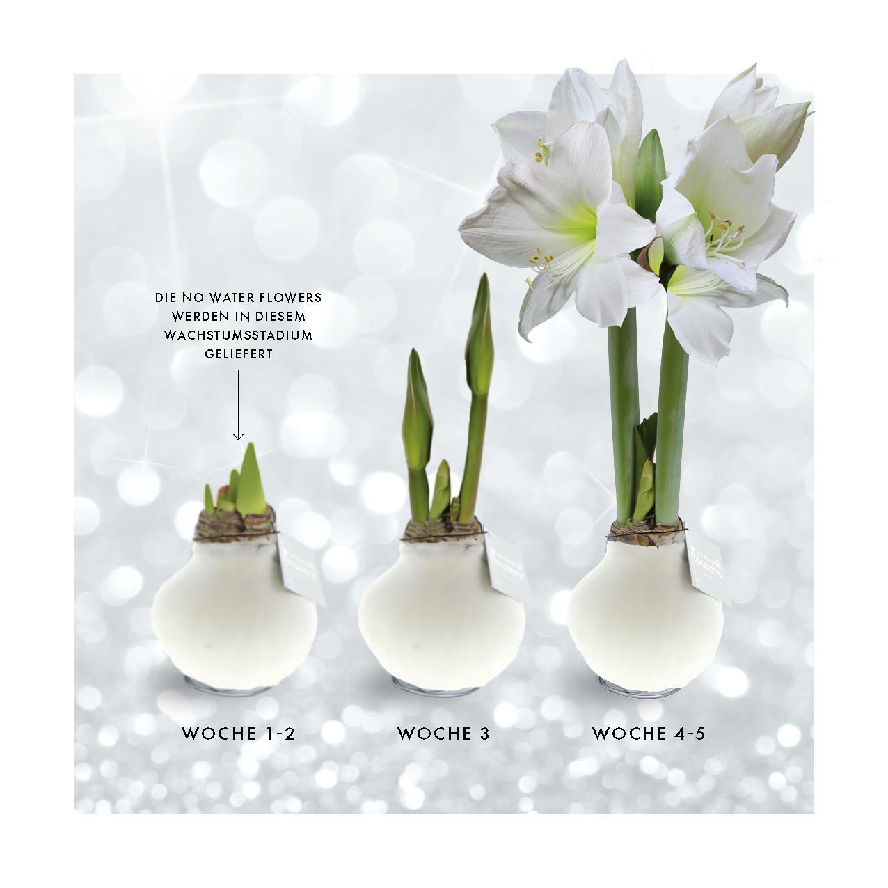 No Water Flowers® (wax amaryllis) | Velvet Touchz® - White + White flower