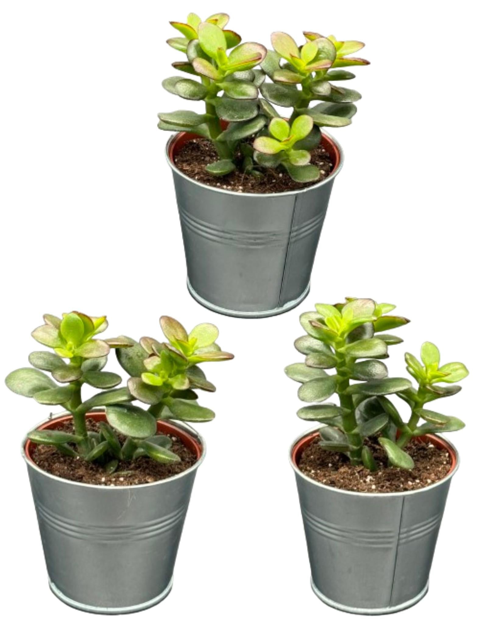 Succulenten - Crassula Minor - 8.5cm Ø - ↕️10-17cm - 3 Stück - zink Topf