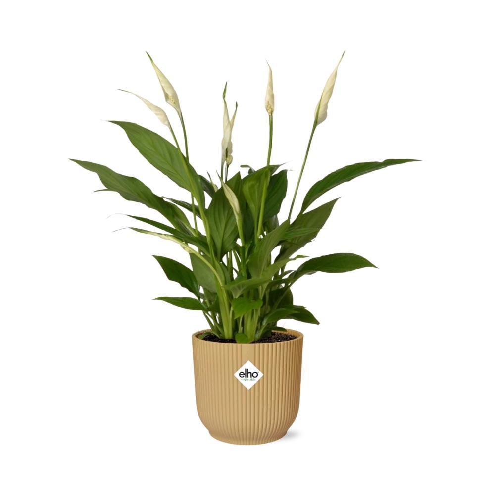 Friedenslilie - Spathiphyllum 12 Cm Torelli  in ELHO Vibes Fold 14cm geel Topf gelb