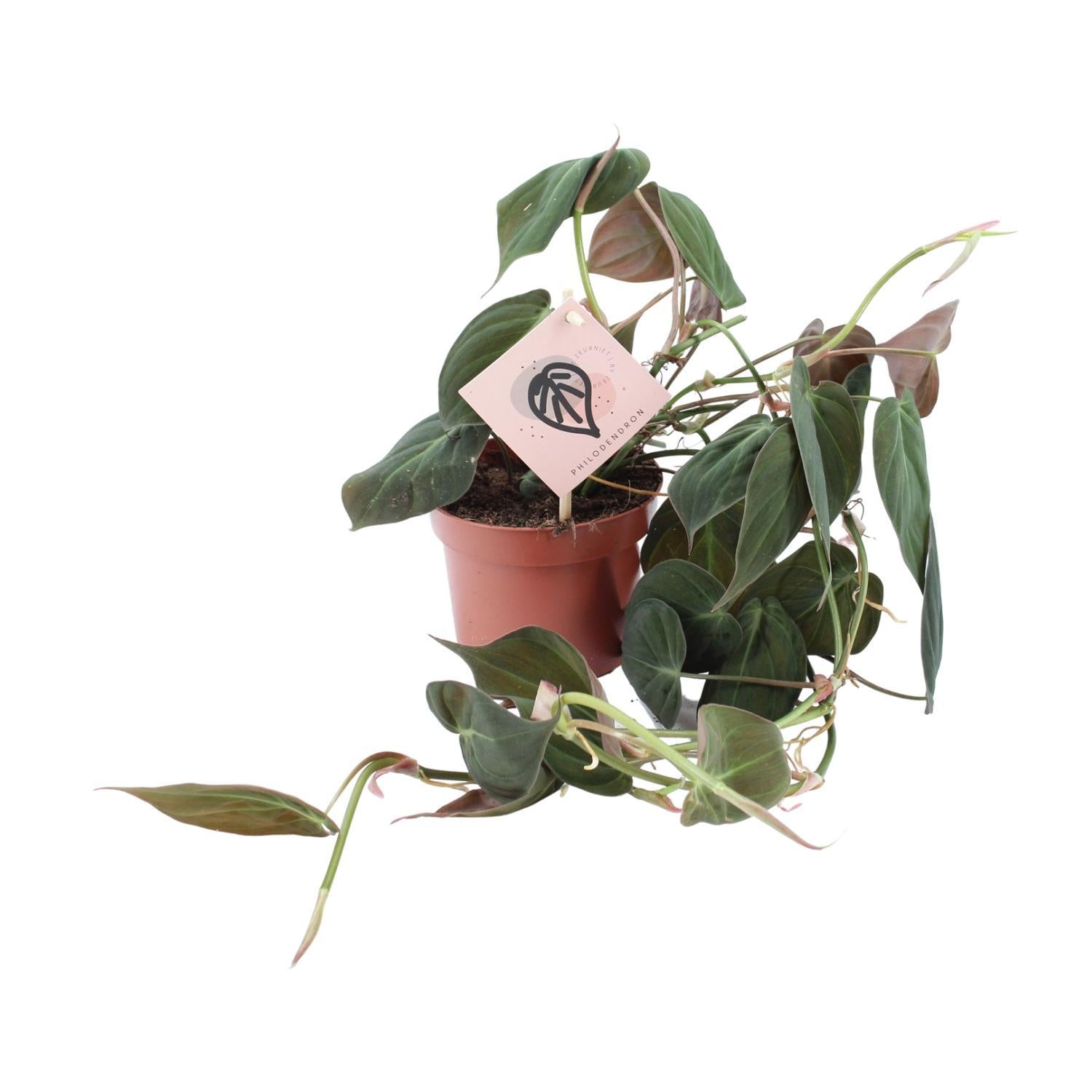 Baumfreund - Philodendron Micans - Ø12cm - ↕25cm