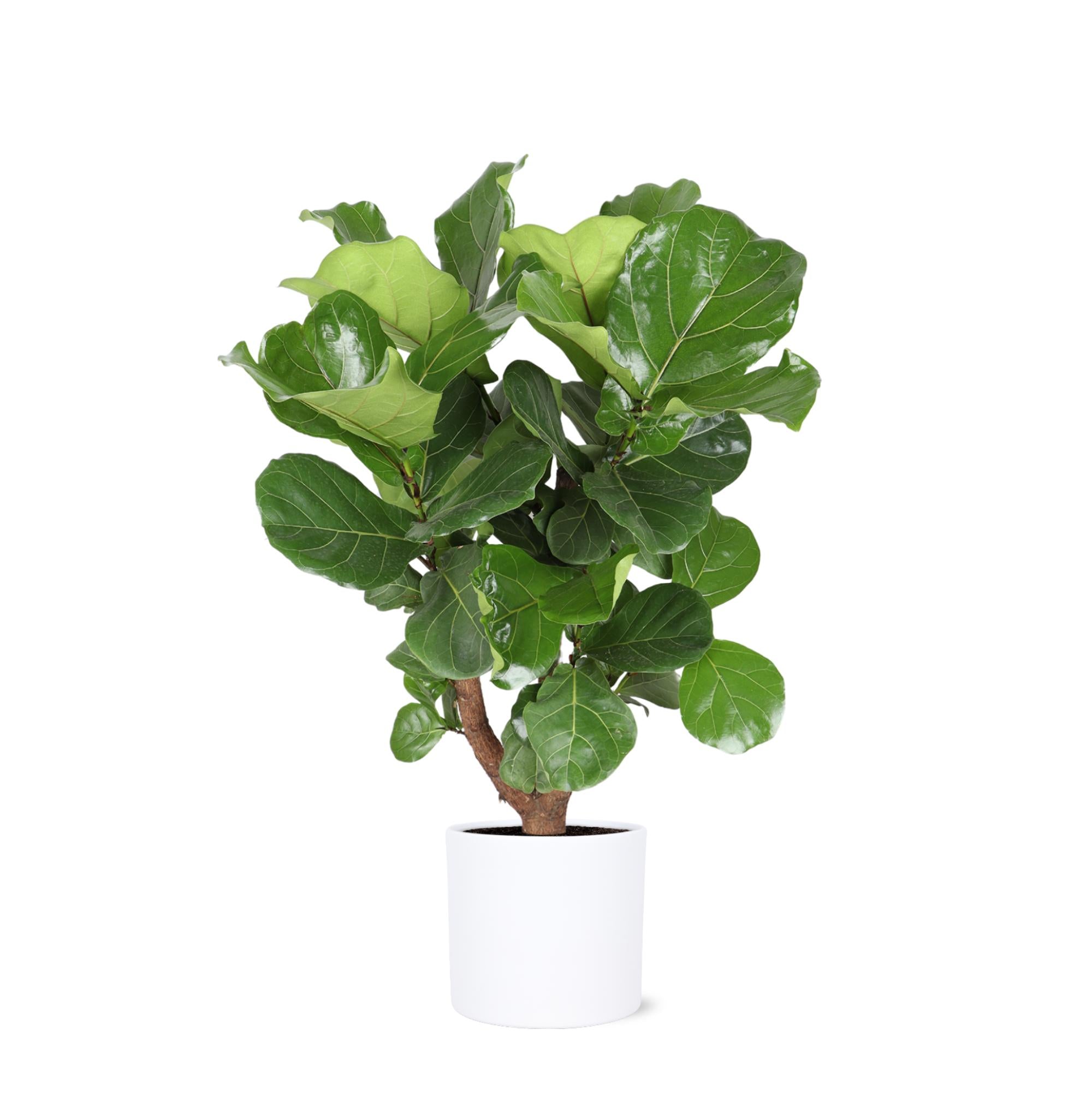 Geigenfeige - Ficus Lyrata  Ø24cm ↕110cm in Era Weisser Topf