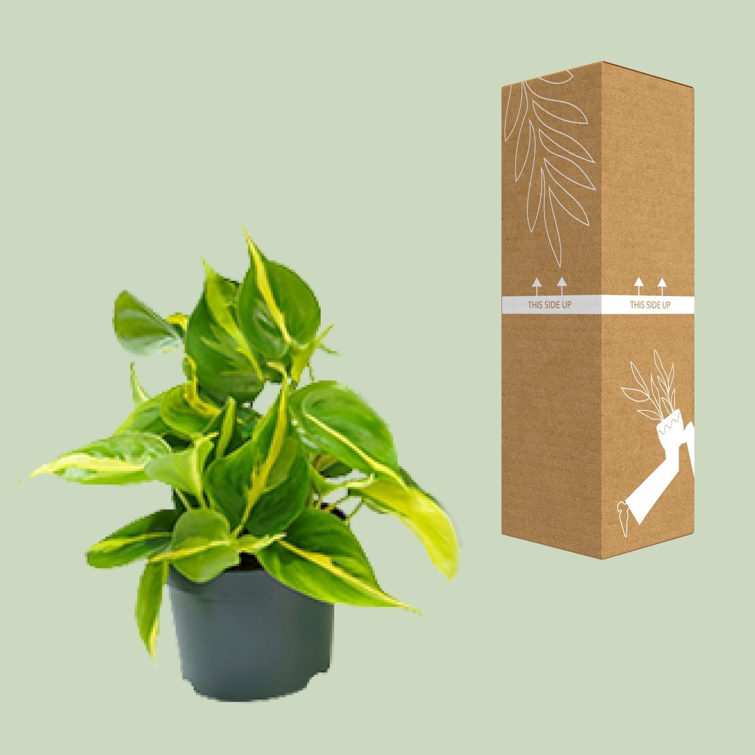 Philodendron Scandens Brasil - Ø12cm - ↕15cm