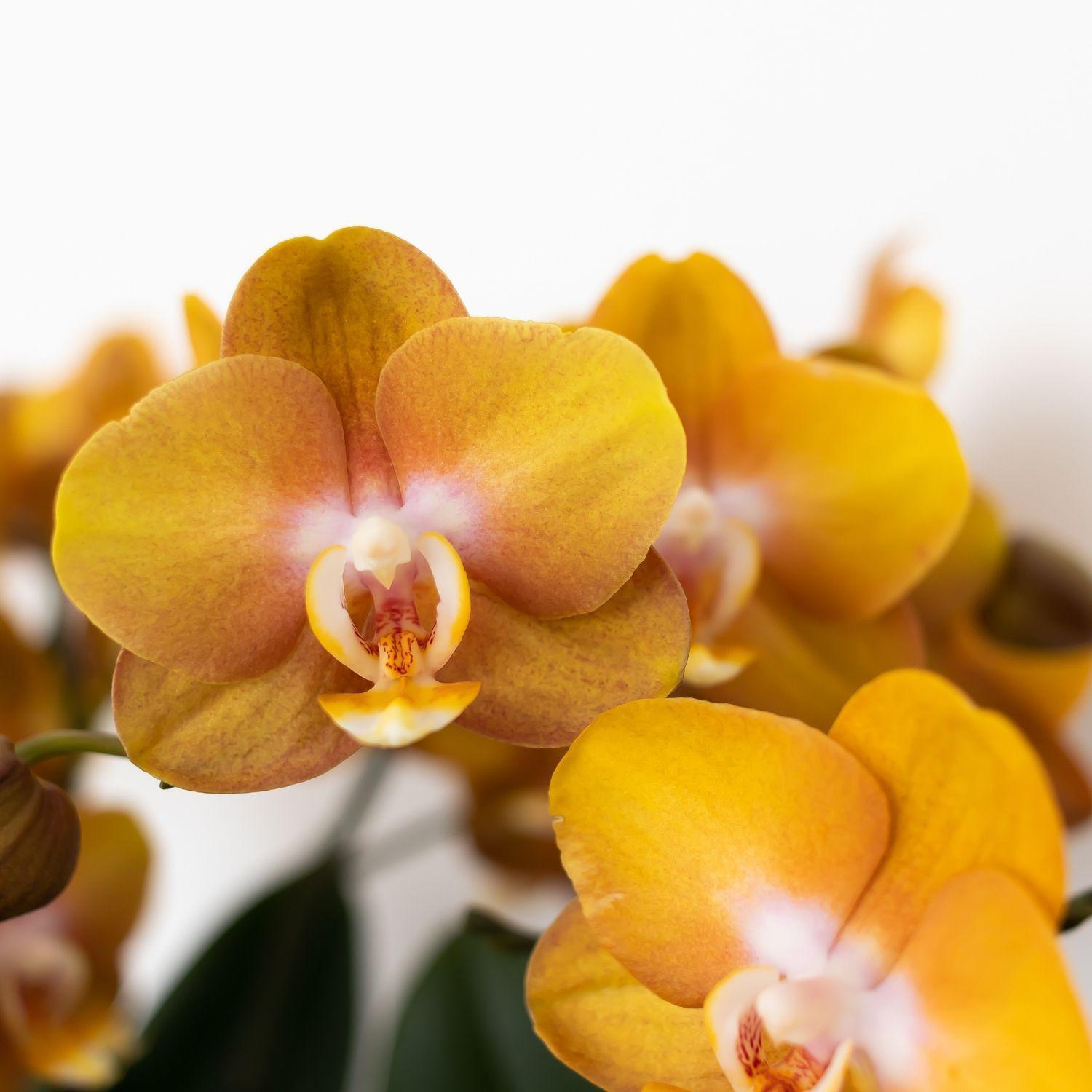 Orchidee Orange-goldene Phalaenopsis-Orchidee - Jewel Las Vegas - Topfgröße Ø12cm | blühende Topfpflanze - frisch vom Züchter