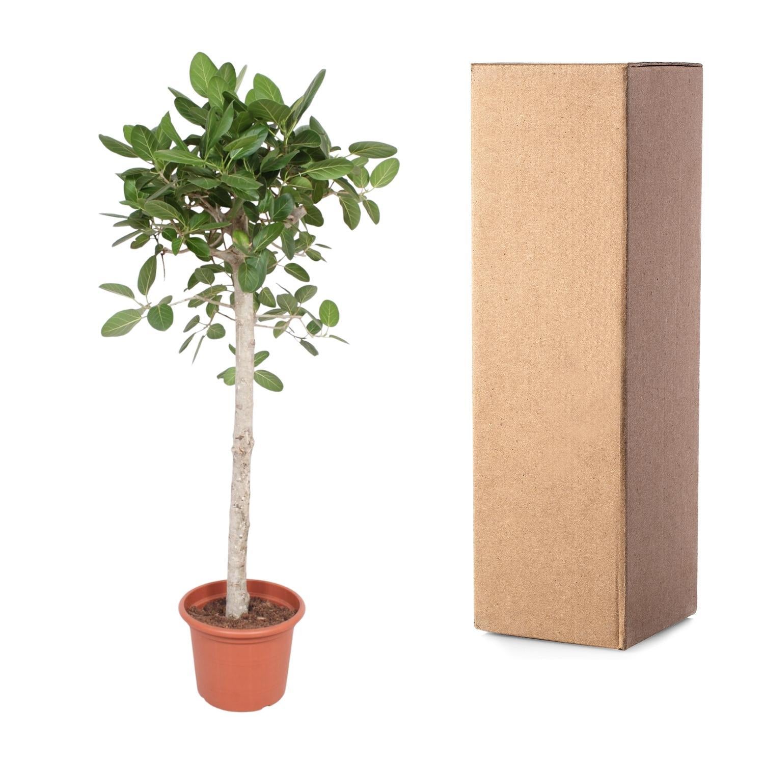 Indischer Banyanbaum Ficus Benghalensis baum - 180 cm - ø40