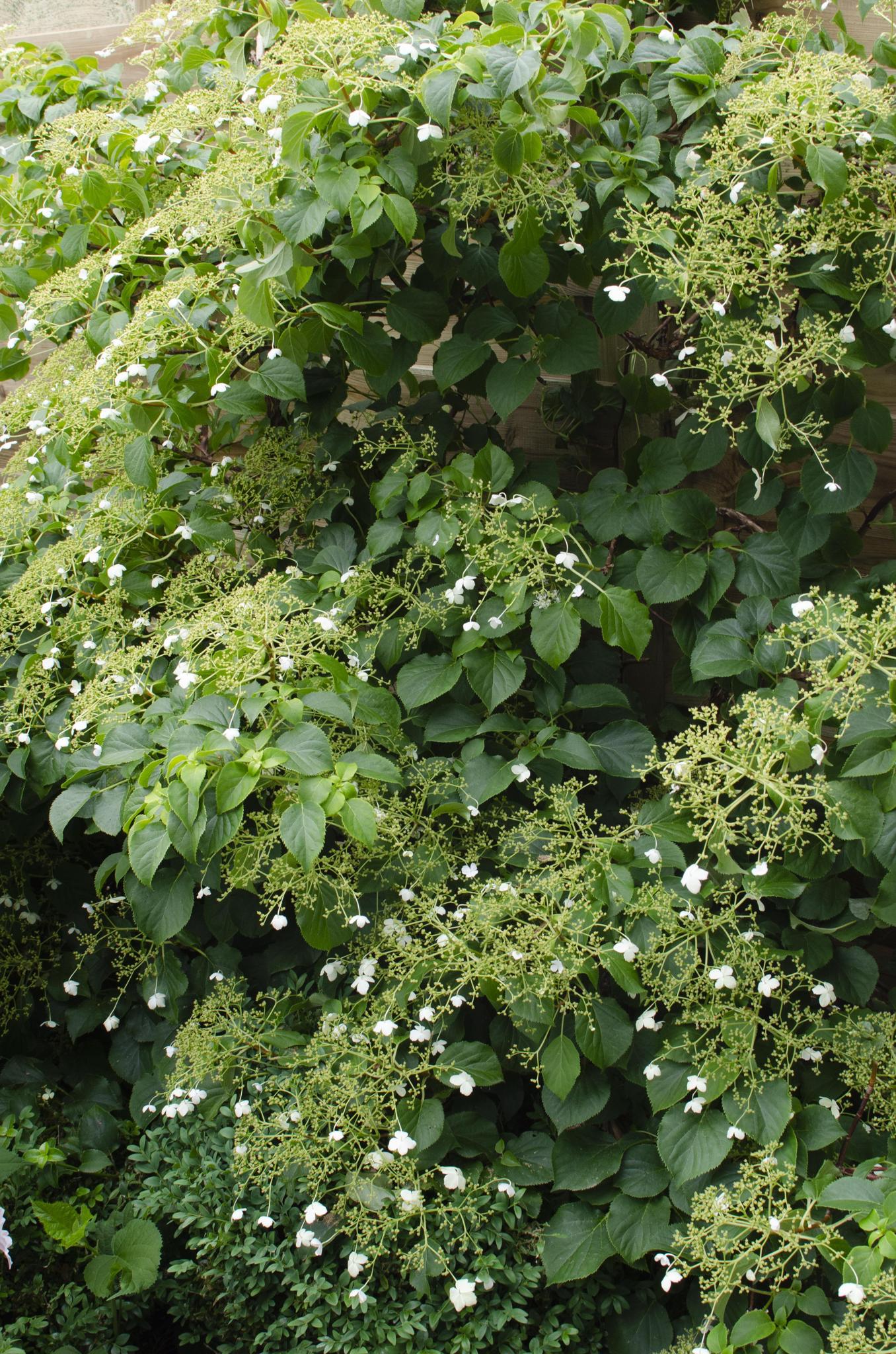 Hydrangea petiolaris - Kletternde Hortensie