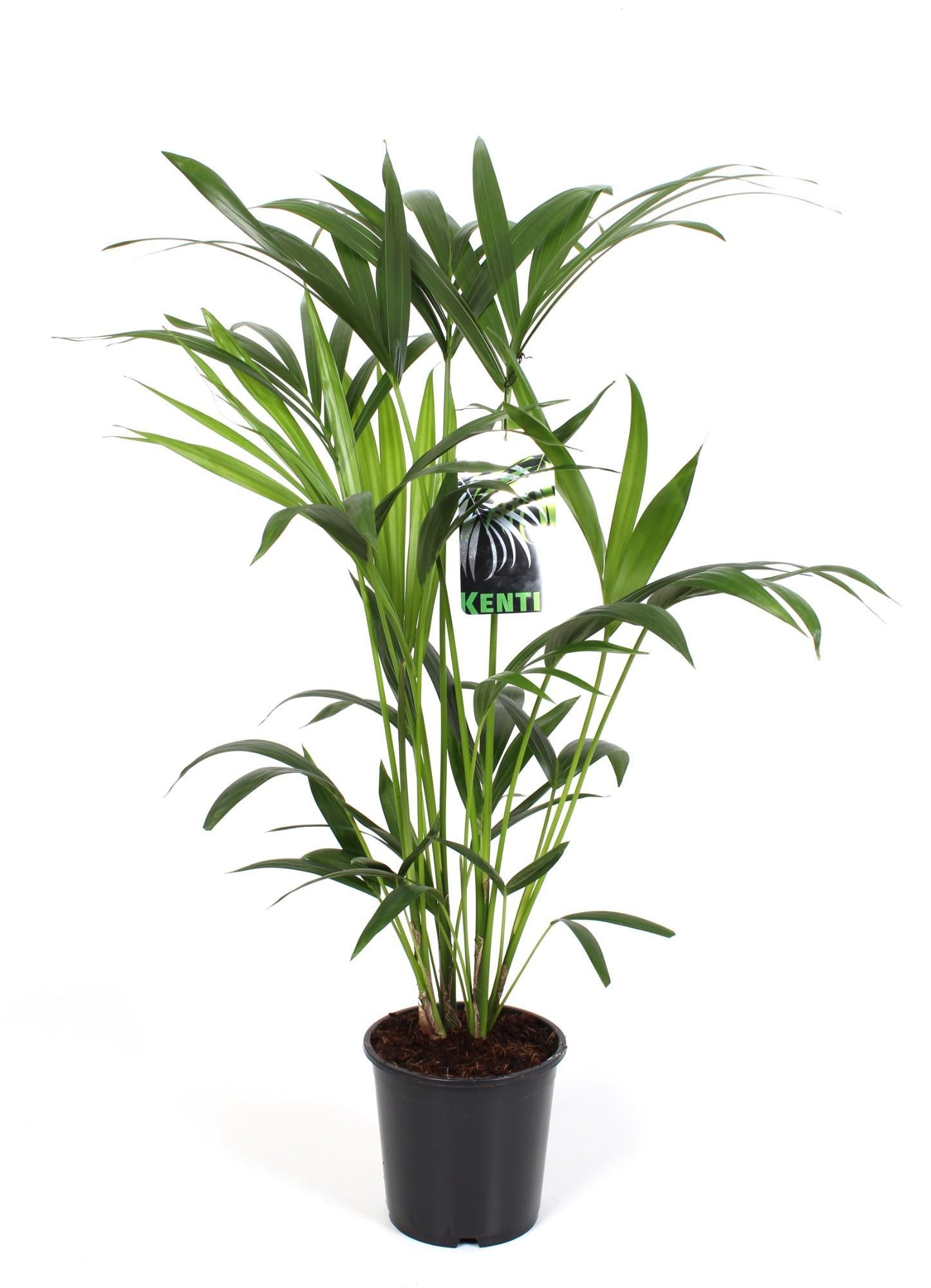 Kentia Palme - Howea Forsteriana - Ø19cm - ↕80cm