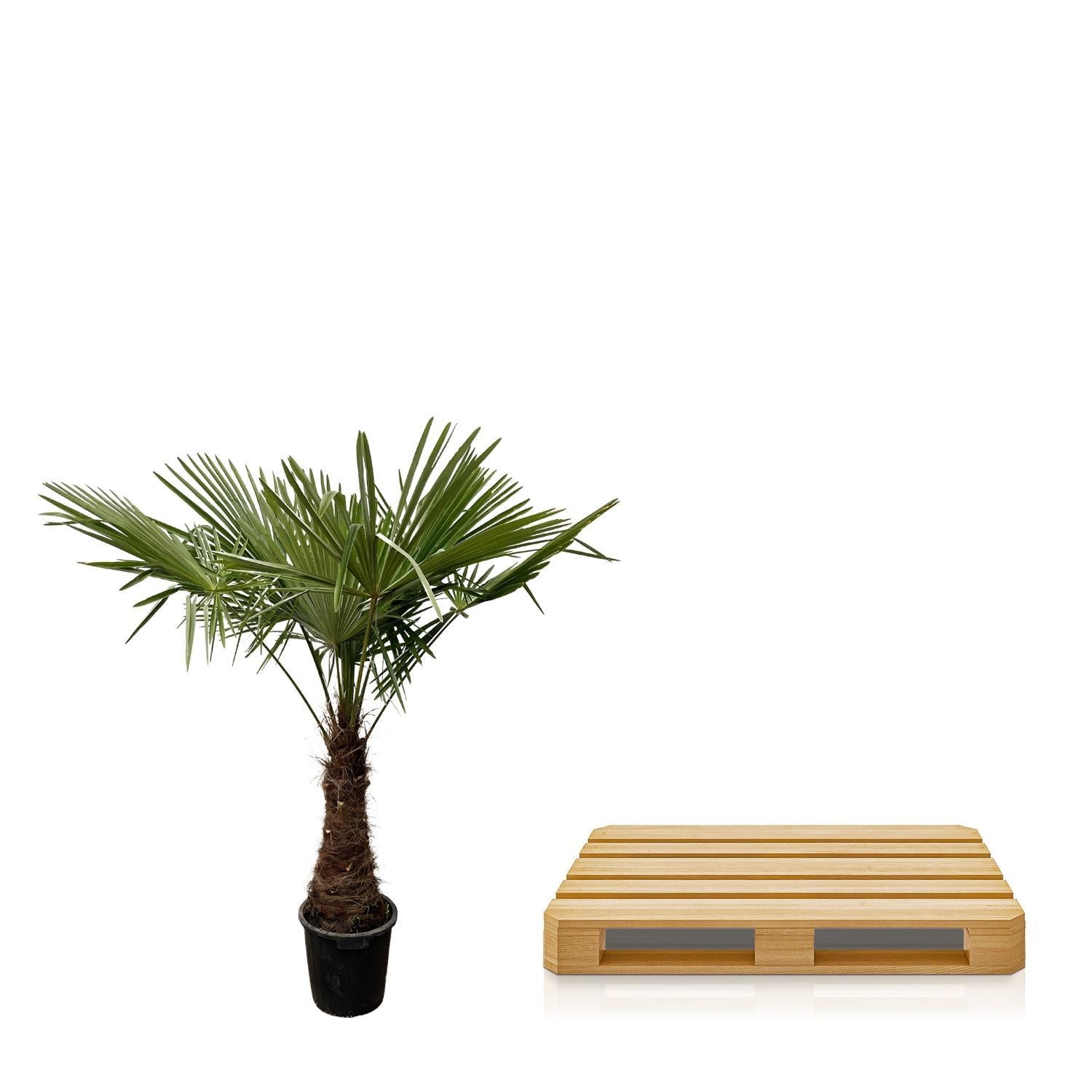 Trachycarpus - 220cm - Ø45