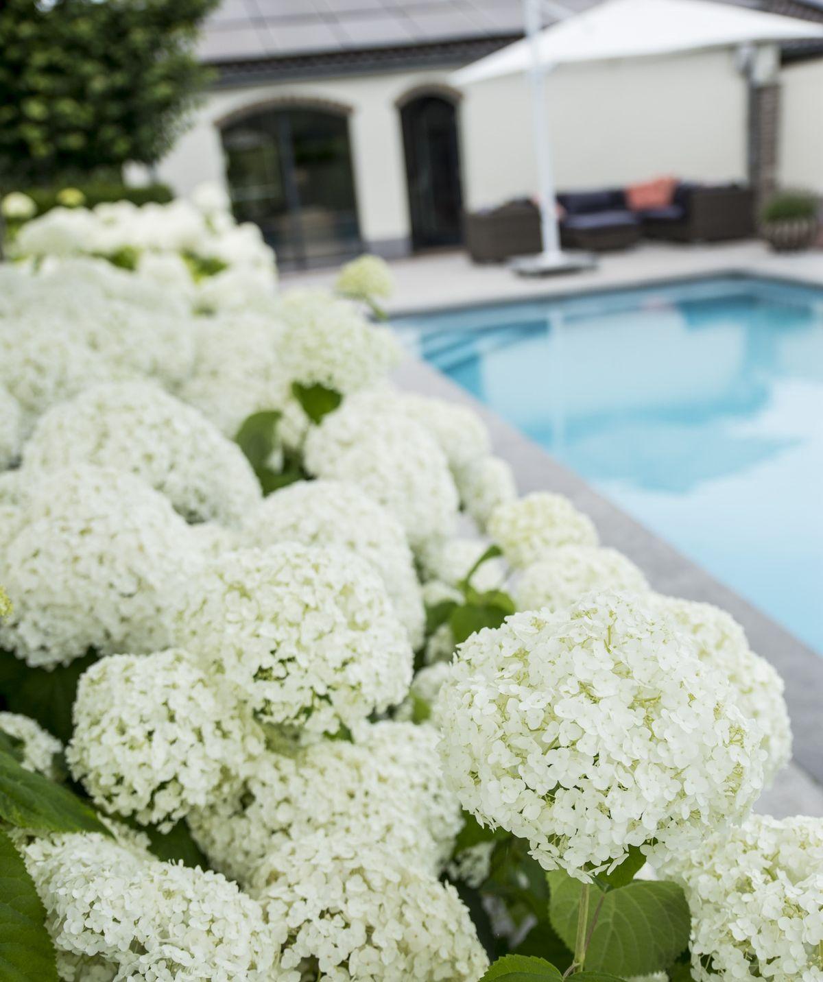 Hortensie Strong Annabelle - Hydrangea arbo. Strong Annabelle - ↨30cm - Ø19cm