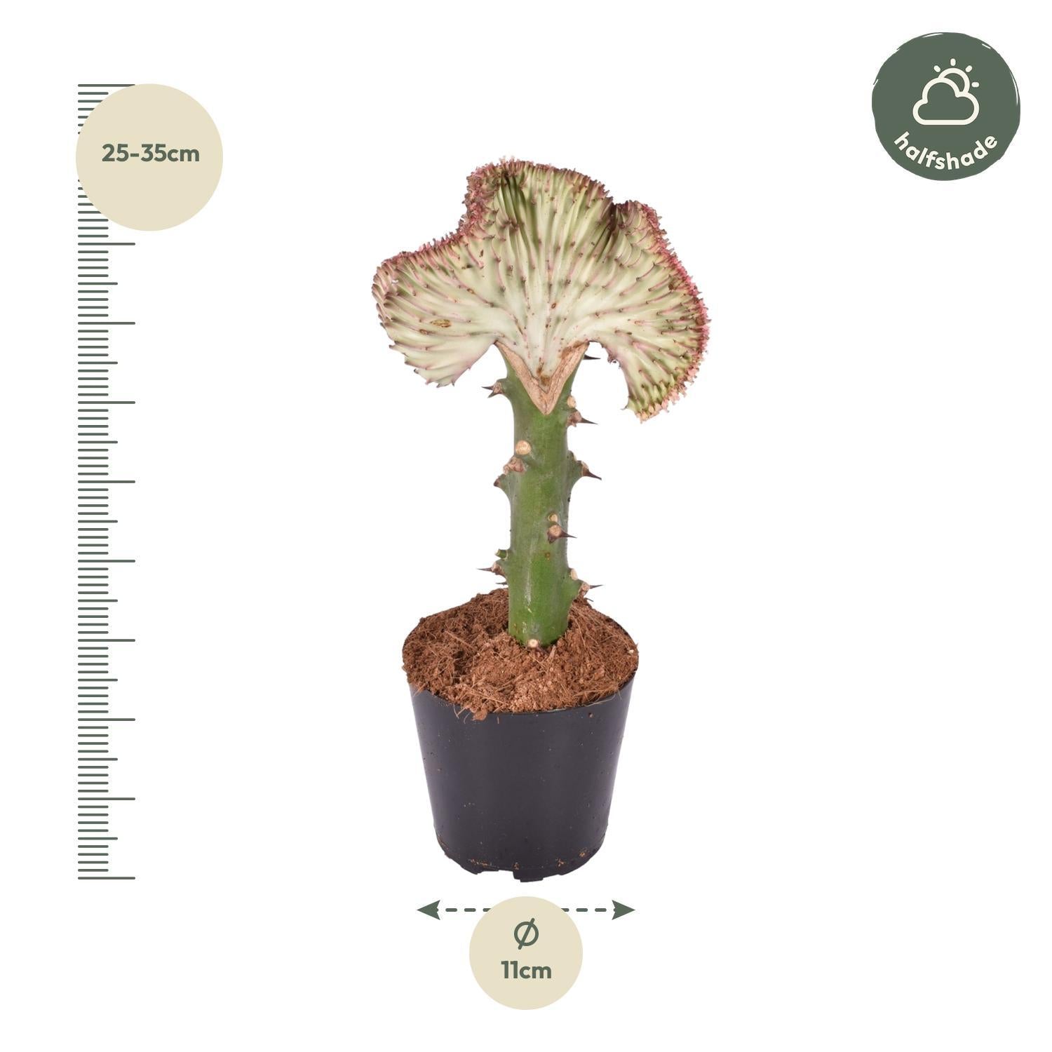 Korallenkaktus Euphorbia lactea Cristata rot - 30 cm - ø10,5