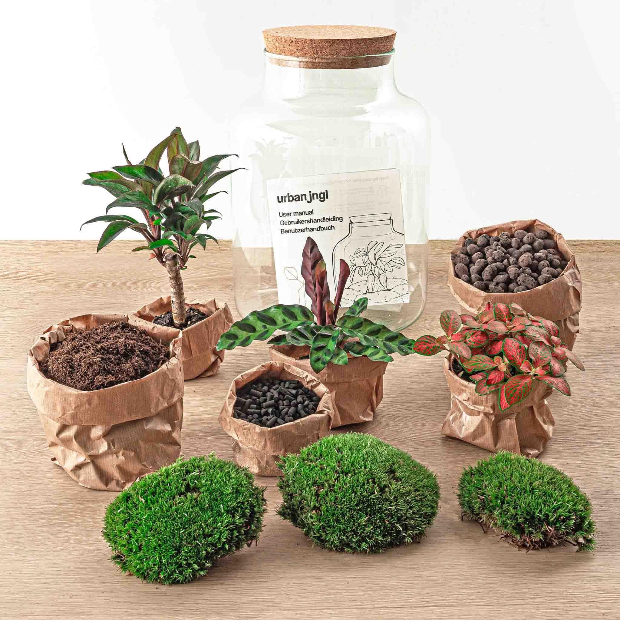 Flaschengarten- DIY terrarium - Calathea -und Fittoniapflanze - ↕ 30 cm