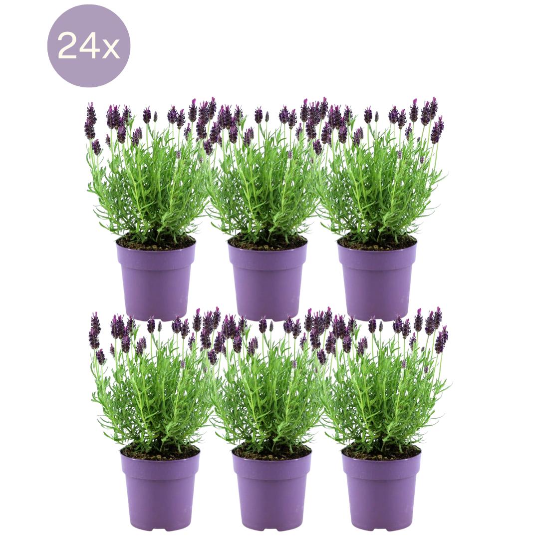 Lavandula stoechas Anouk® - 12 cm Topf - Set mit 6 französischen Lavendelpflanzen