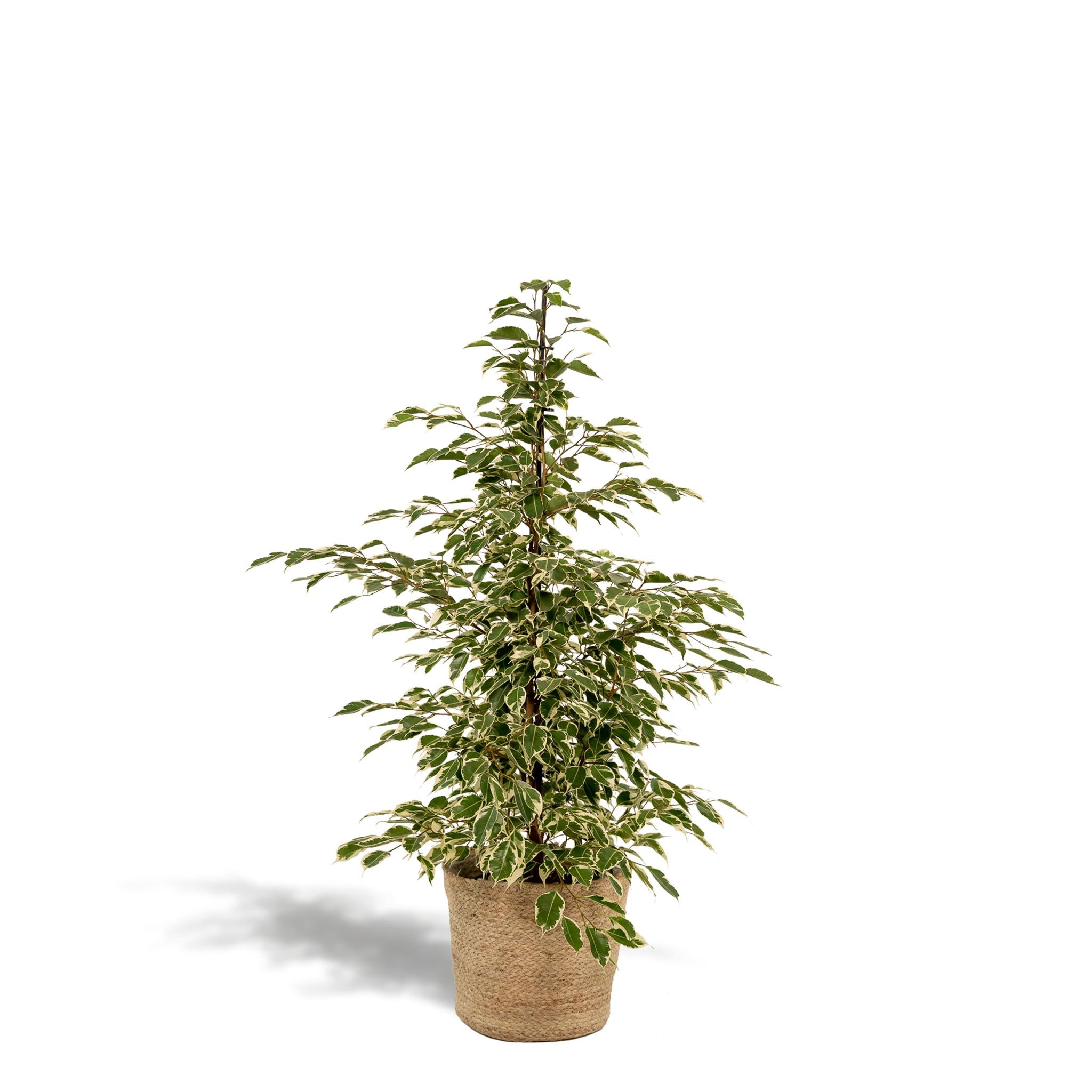 Birkenfeige - Ficus benjamina Twilight - Ø21cm - ↕95cm + Korb Selin