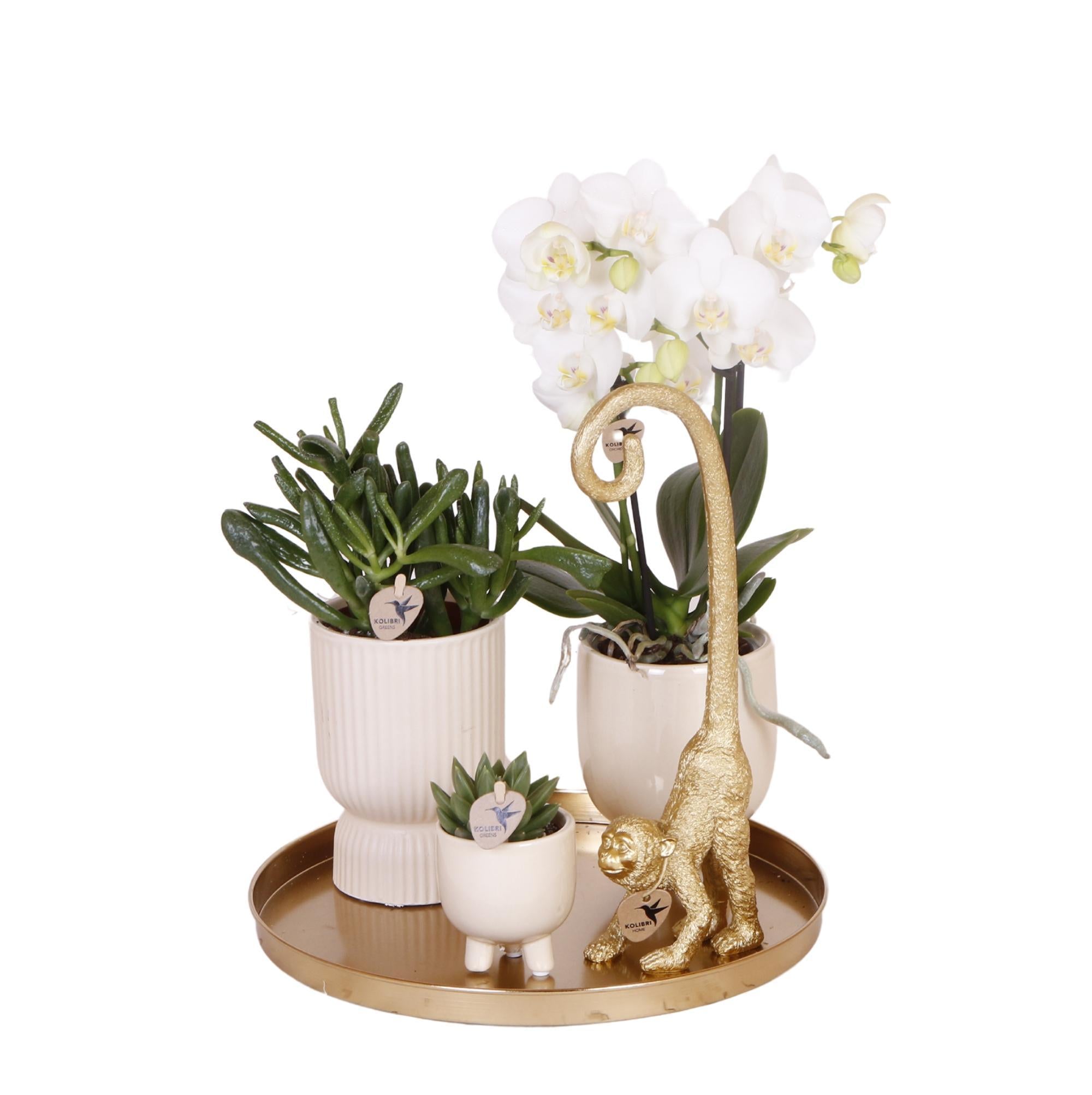 Kolibriebedrijf | Complete plantenset Luxury Living | Groene planten met witte Phalaenopsis orchidee inclusief keramische sierpotten en accessoires