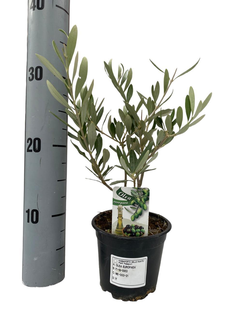 Olivenbaum - Olea Europaea - Ø12cm - ↕30cm