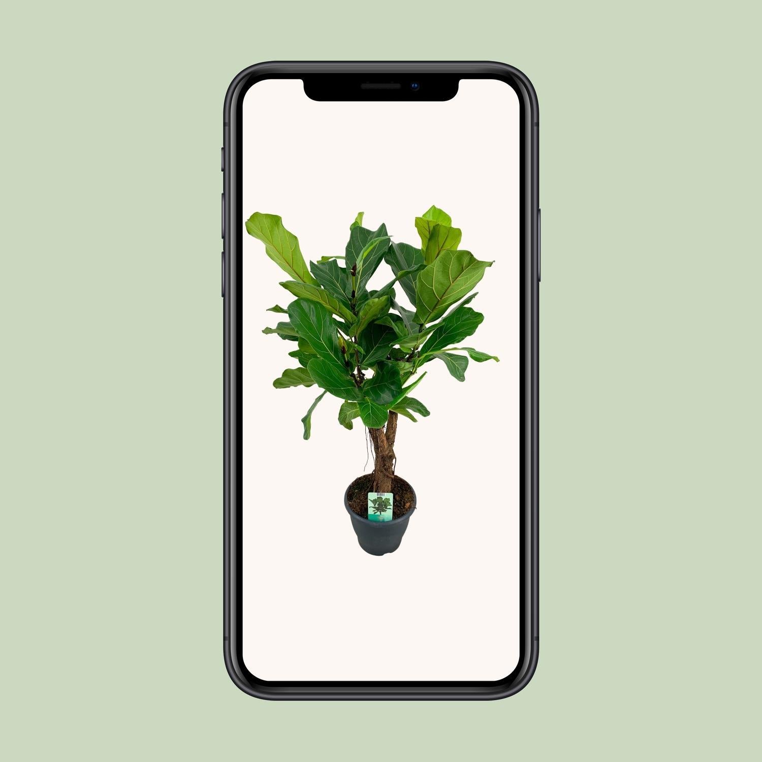 Geigenfeige - Ficus Lyrata - Ø26cm - ↕100cm