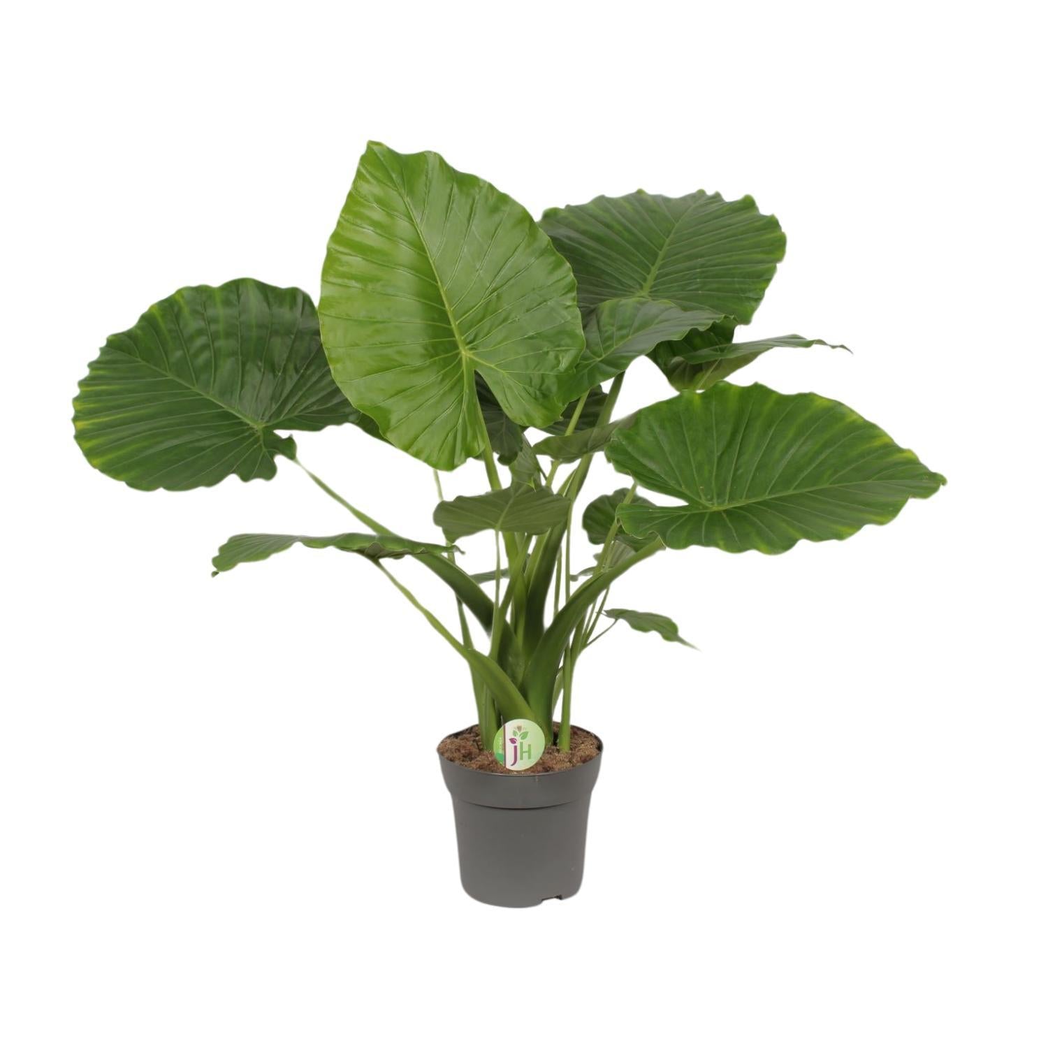 Zwerg-Elefanten-Ohr - Alocasia Gageana California - Ø21cm - ↕80cm