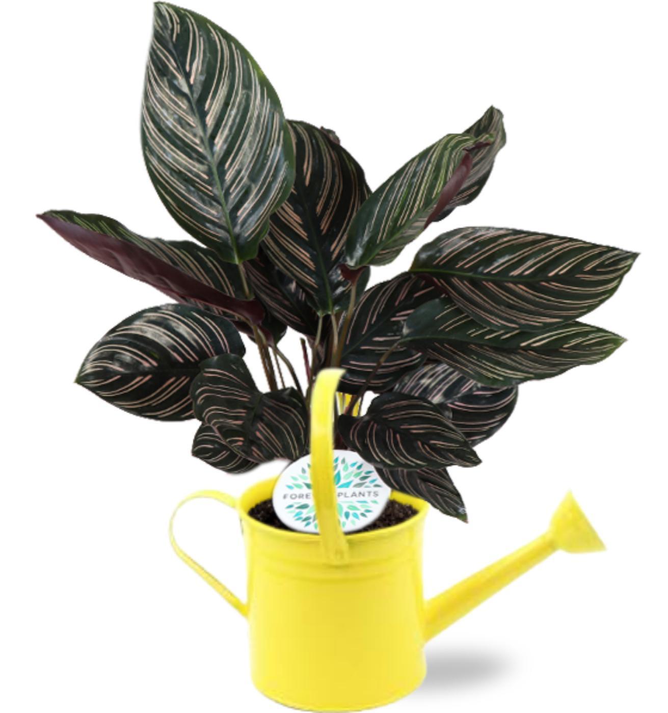 Gebetspflanze - Calathea Ornata - Ø14cm - ↕50cm D14,5x14,5cm - gelbe Gießkanne