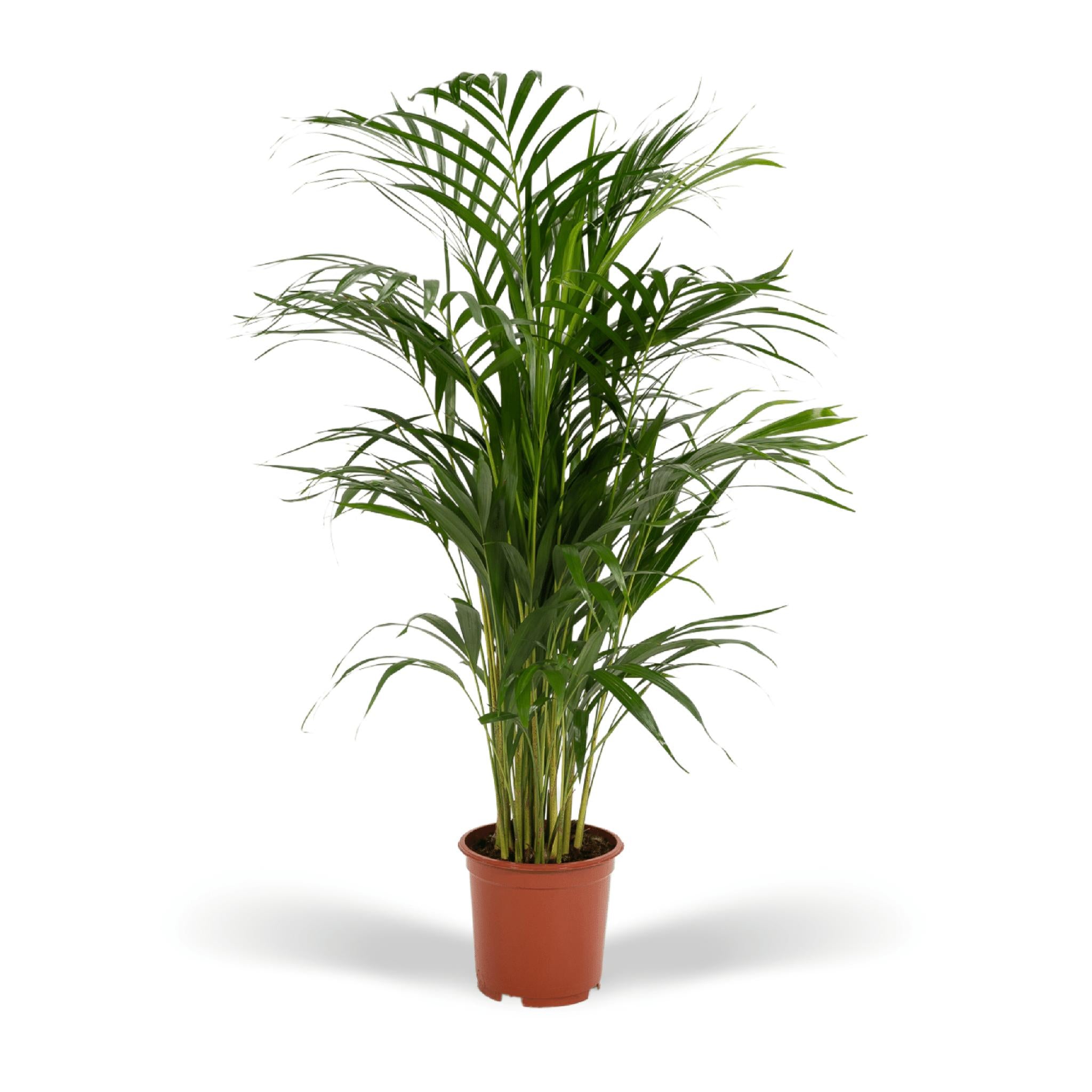 Arecapalme Dypsis lutescens - Ø19cm - ↕85cm