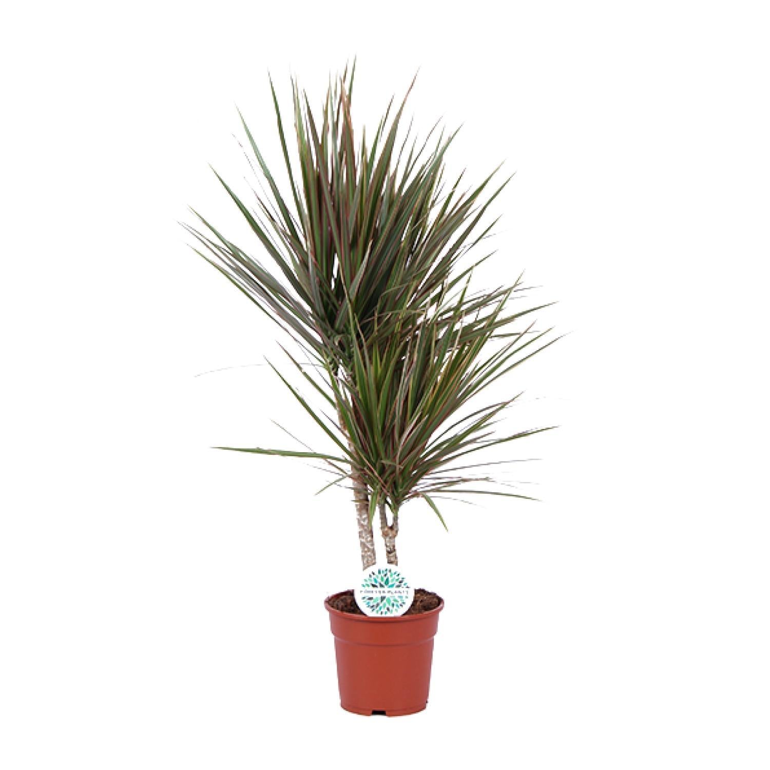 Drachenbaum Bicolor - Dracaena Bicolor -   Ø17cm - ↕75cm