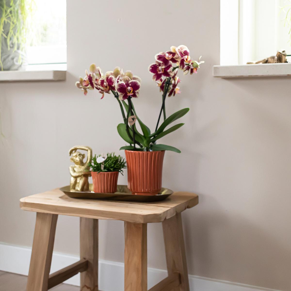 Kolibrie-orchideeën | Geelrode Phalaenopsis orchidee - Spanje in retro terracotta sierpot - potmaat Ø9cm - 40cm hoog | bloeiende kamerplant - vers van de veredelaar