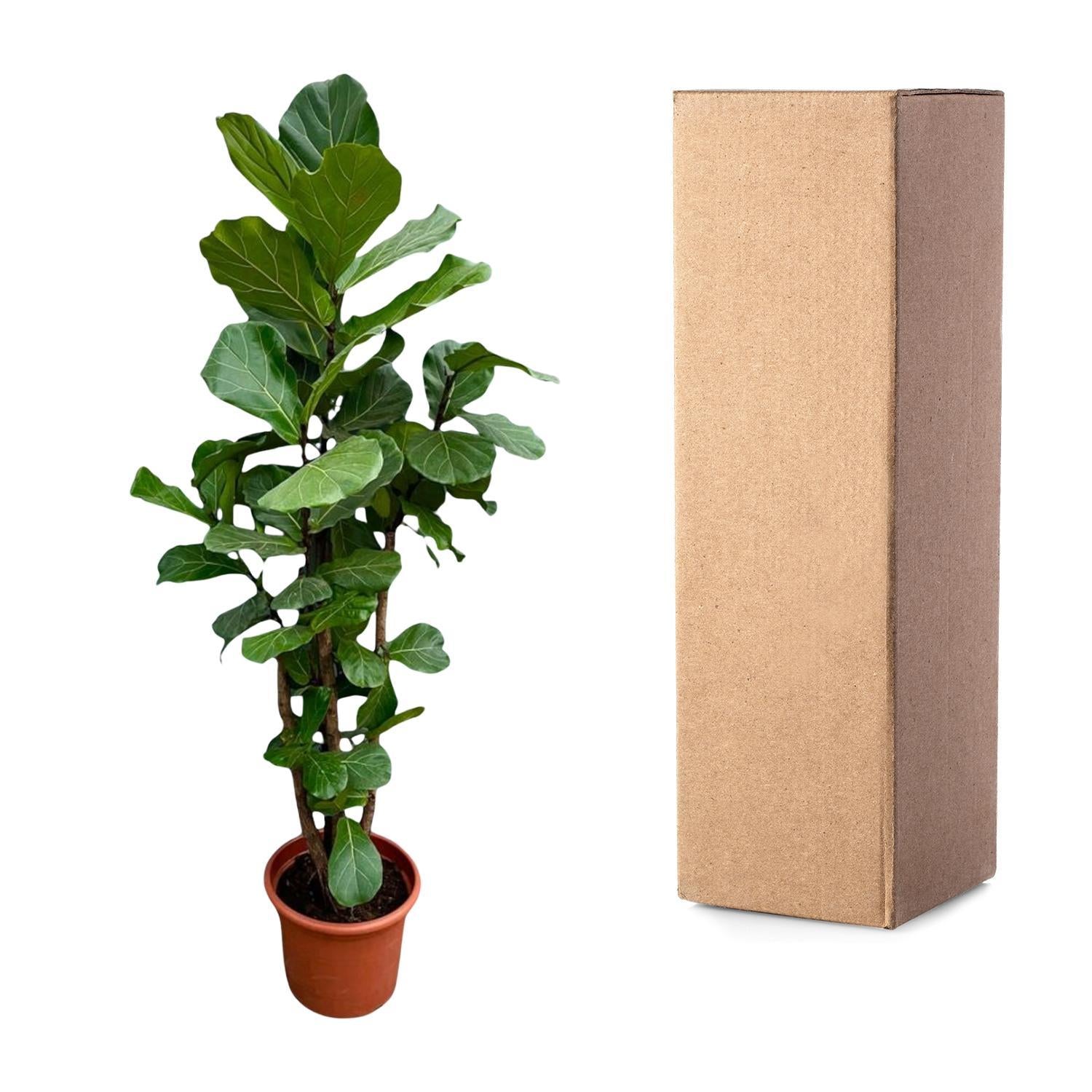 Geigenfeige - Ficus Lyrata XXL - 230cm - ø40