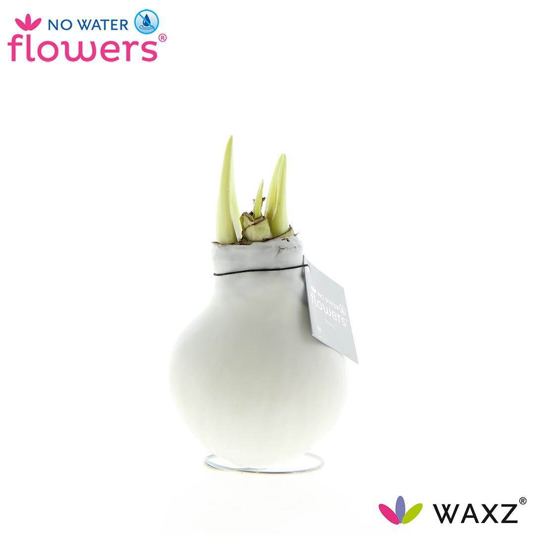 No Water Flowers Waxz® White - ↕15cm