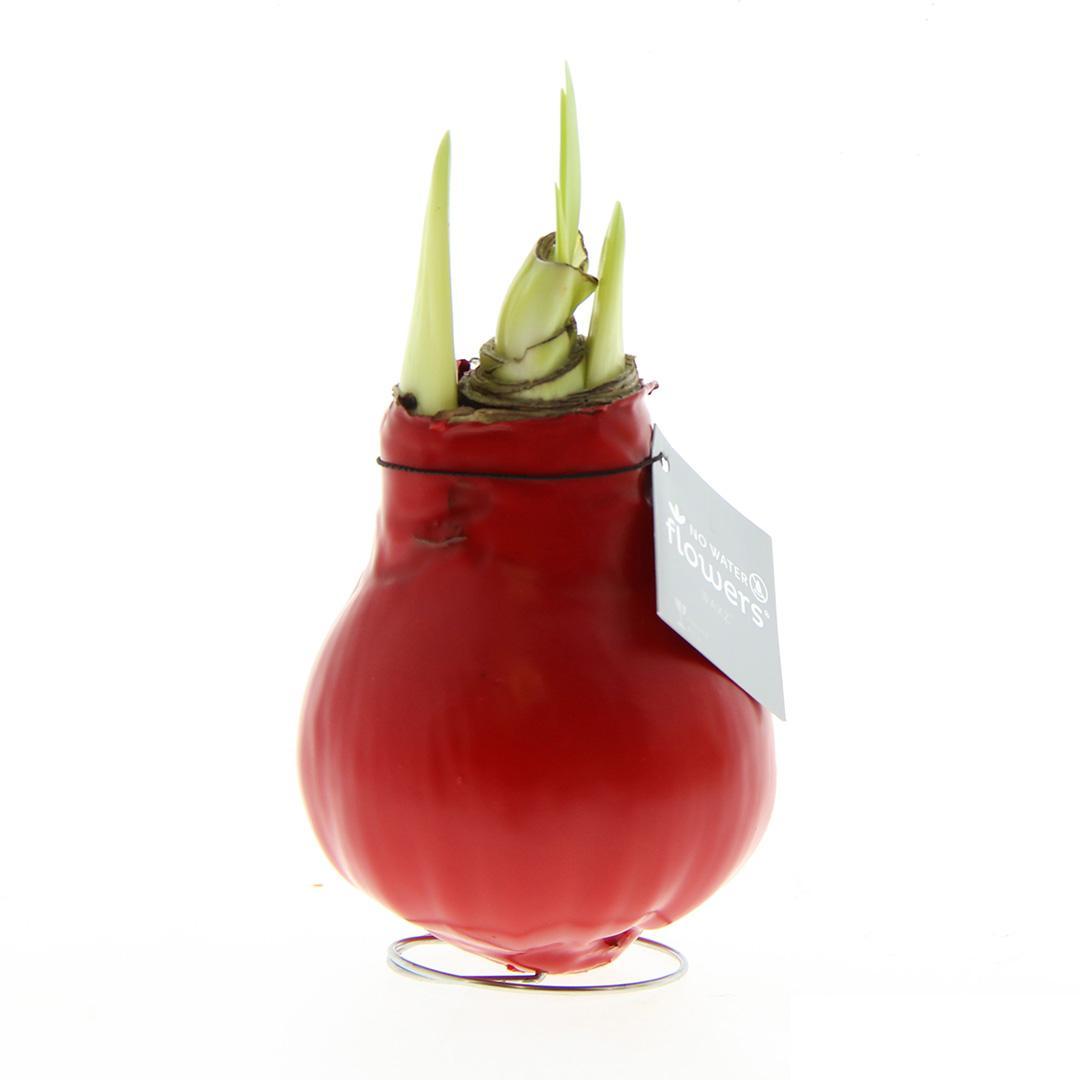 No Water Flowers® (wax amaryllis) | Parfumz - Cherry + Red flower