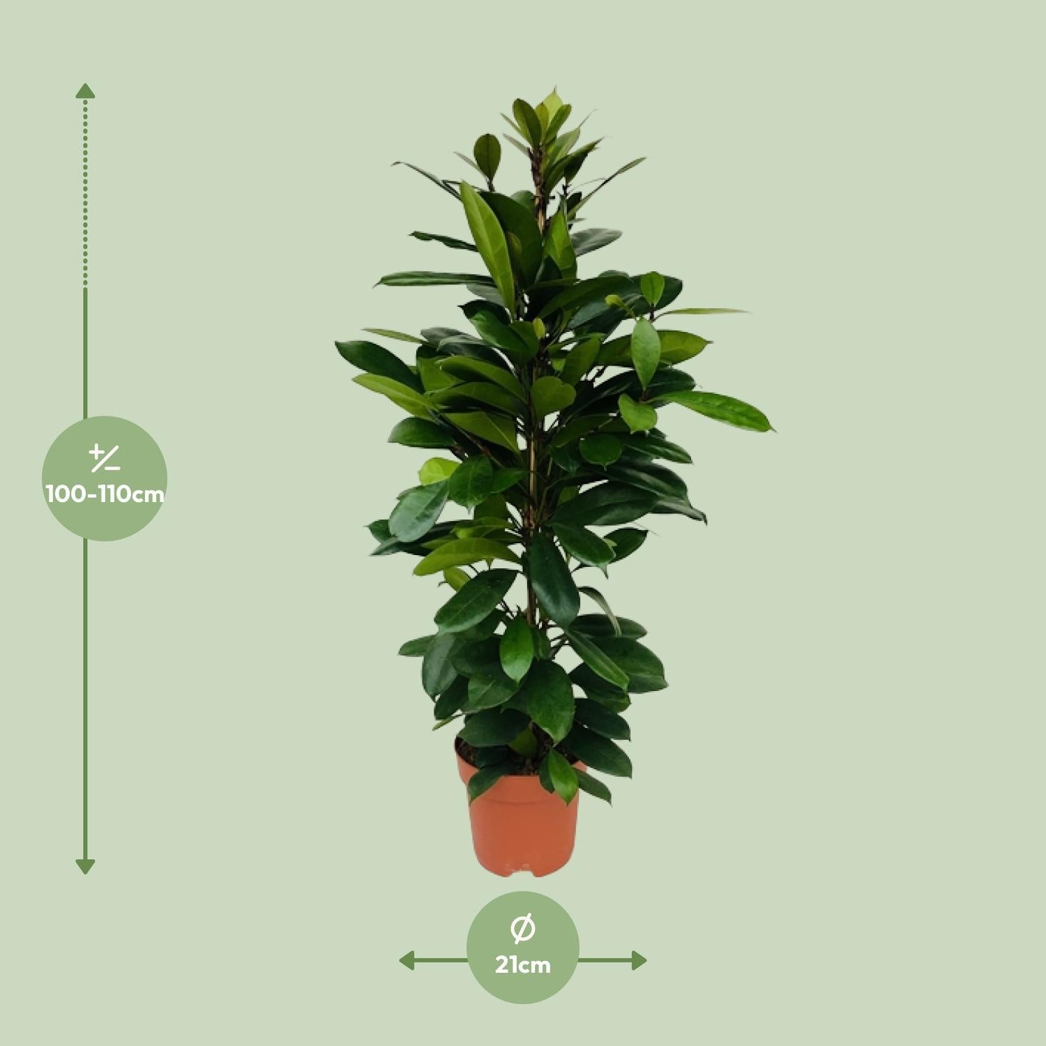 Gummibaum Ficus Cyathistipula - Ø21cm - ↕105cm