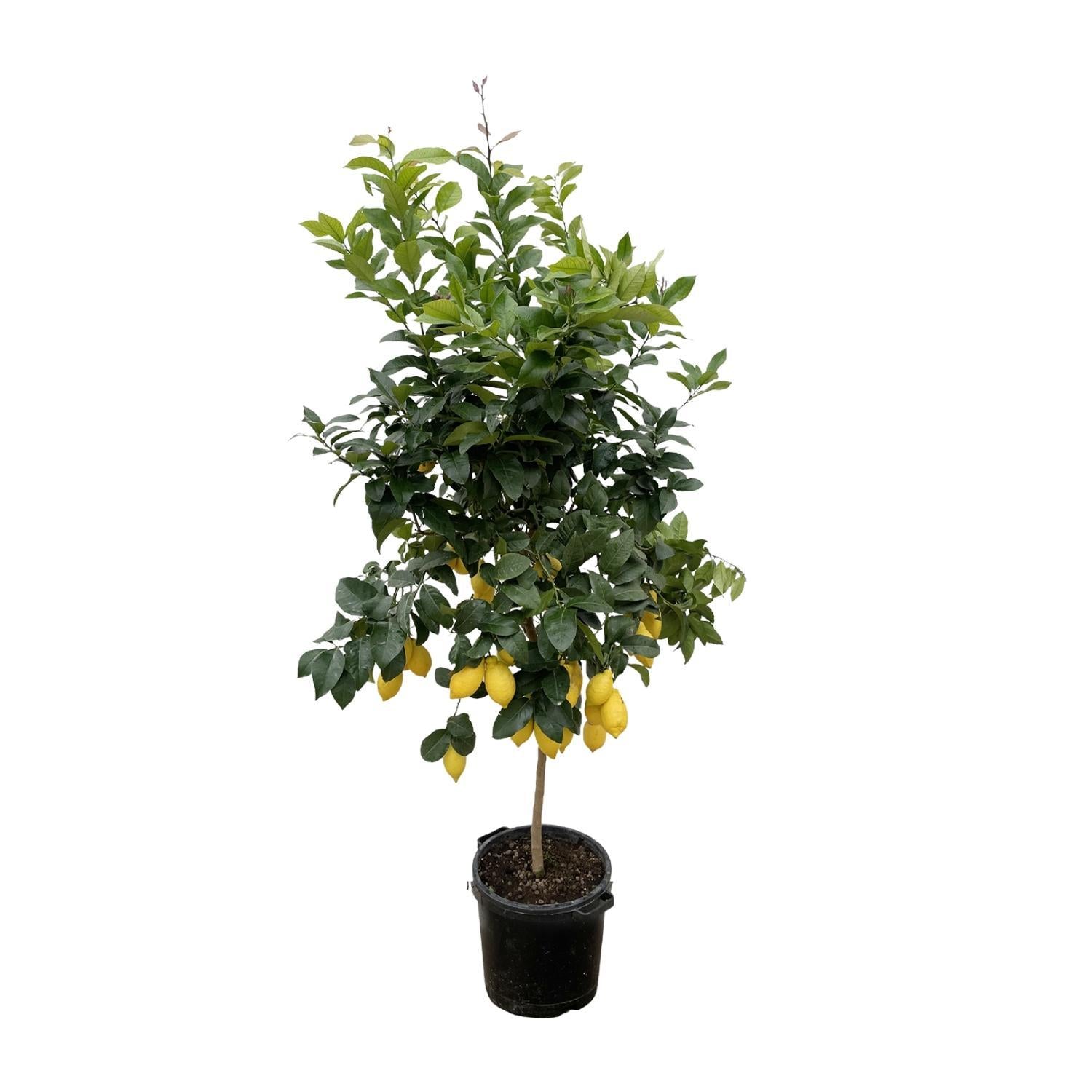 Zitronenbaum - Citrus Lemon Zitronenbaum- 200cm - ø40