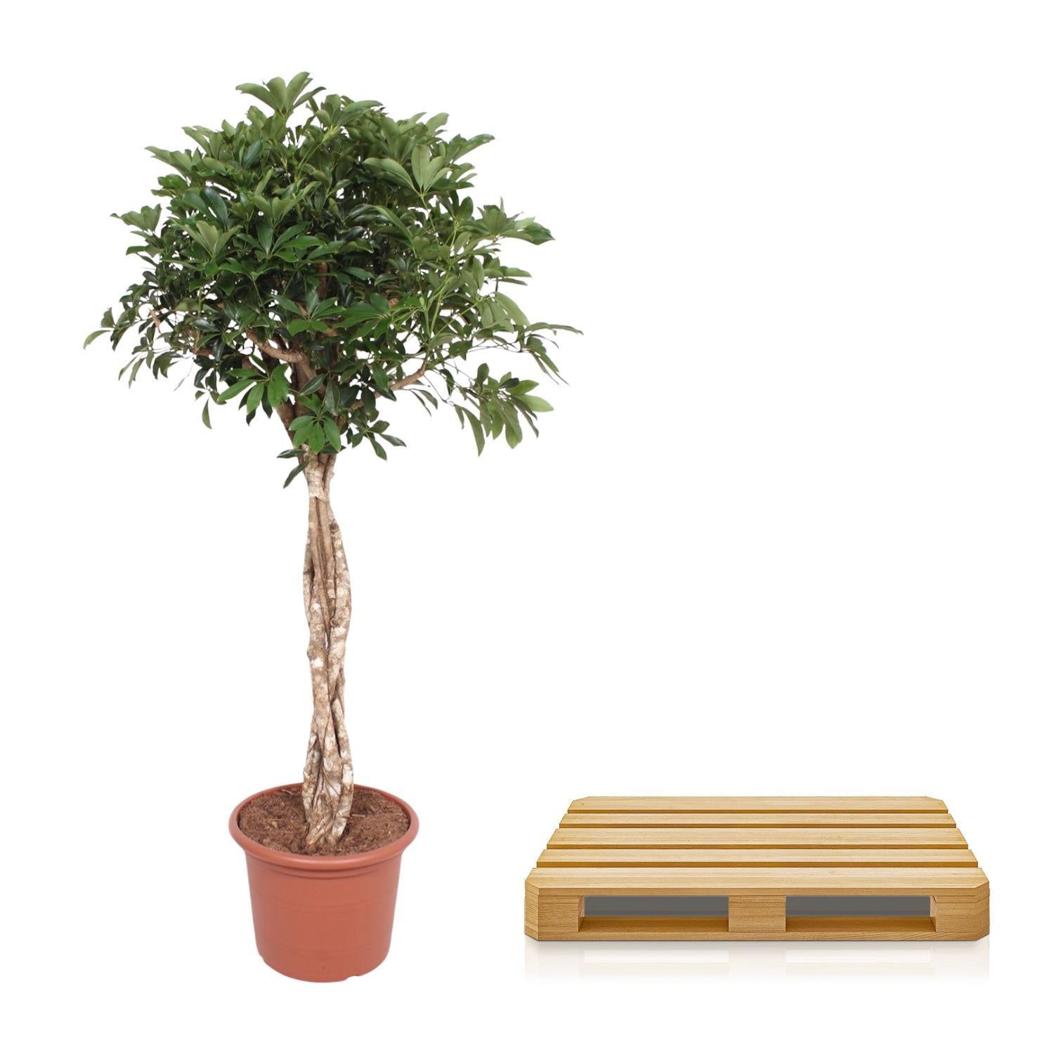 Schefflera Arboricola Compacta gevlochten stam - 180 cm - ø45